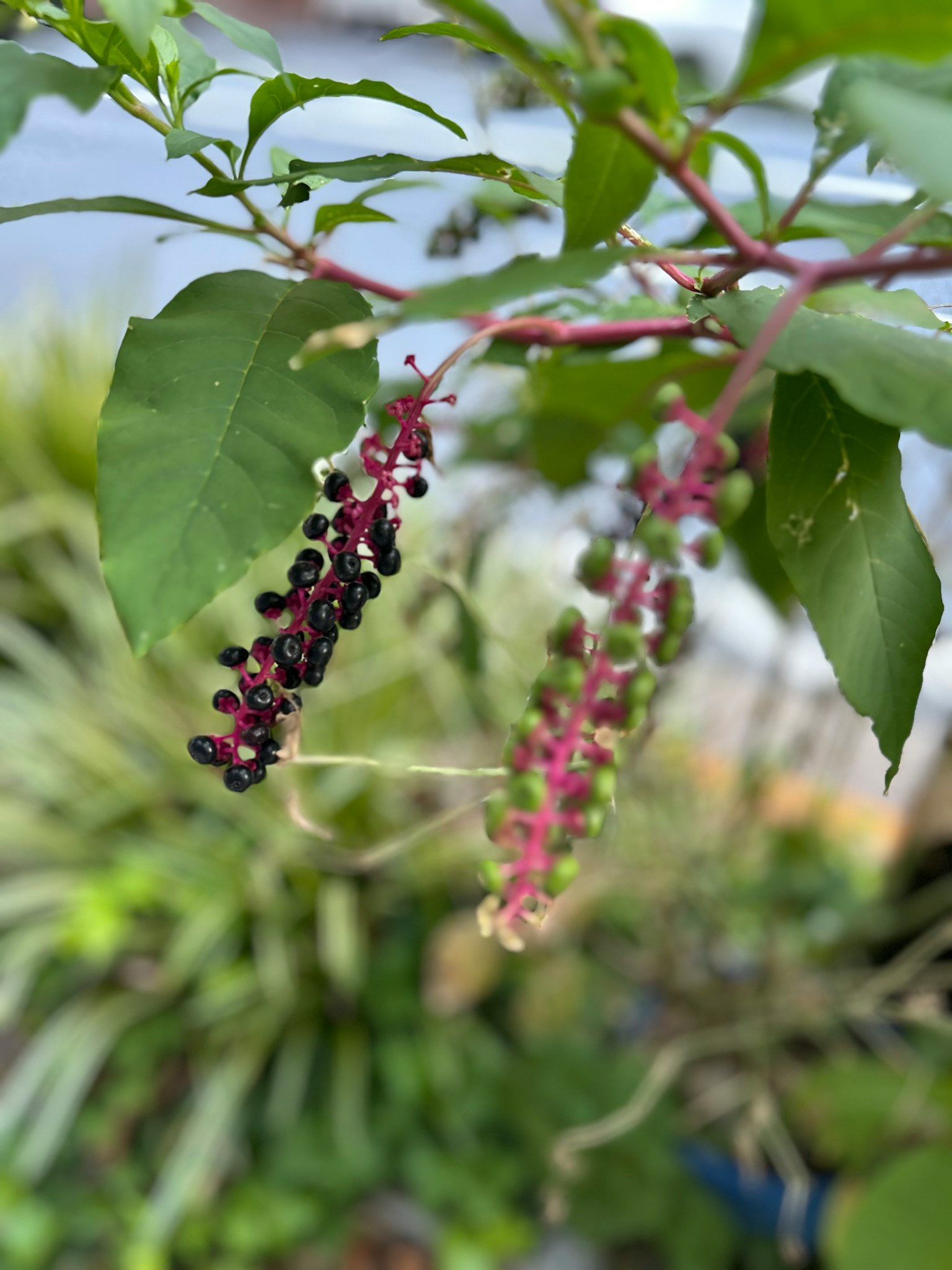 Racimos de bayas que cambian de rojo a negro entre hojas verdes