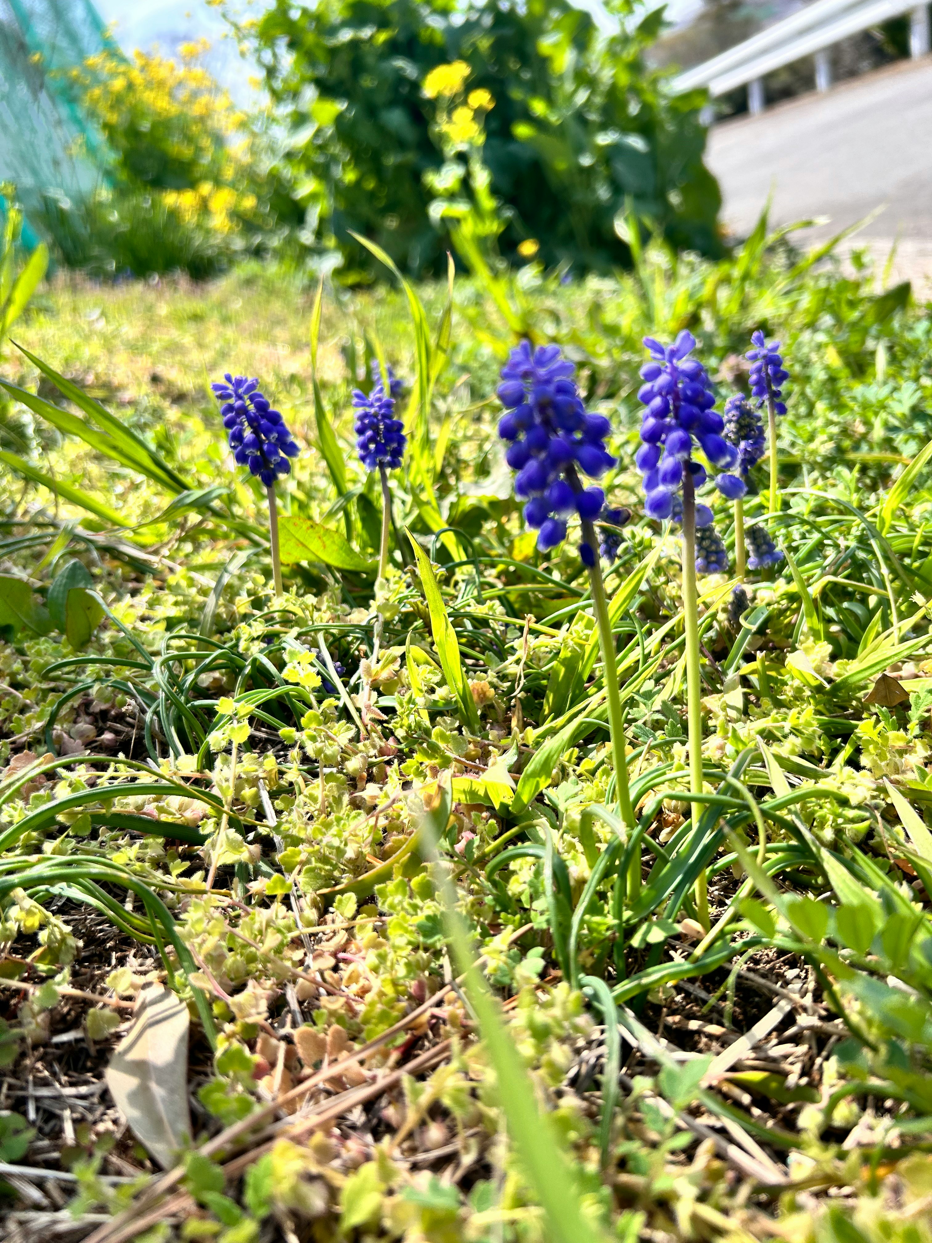 春の草地に咲くムスカリの花