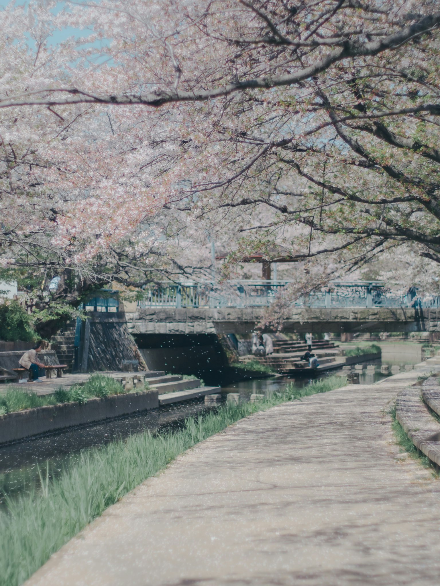 Chemin pittoresque au bord de la rivière bordé de cerisiers et d'un pont