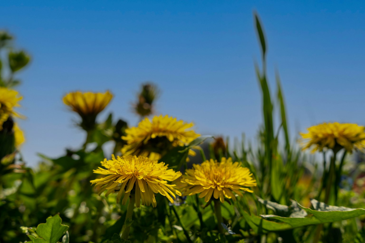 Fiori di dente di leone gialli che fioriscono sotto un cielo blu