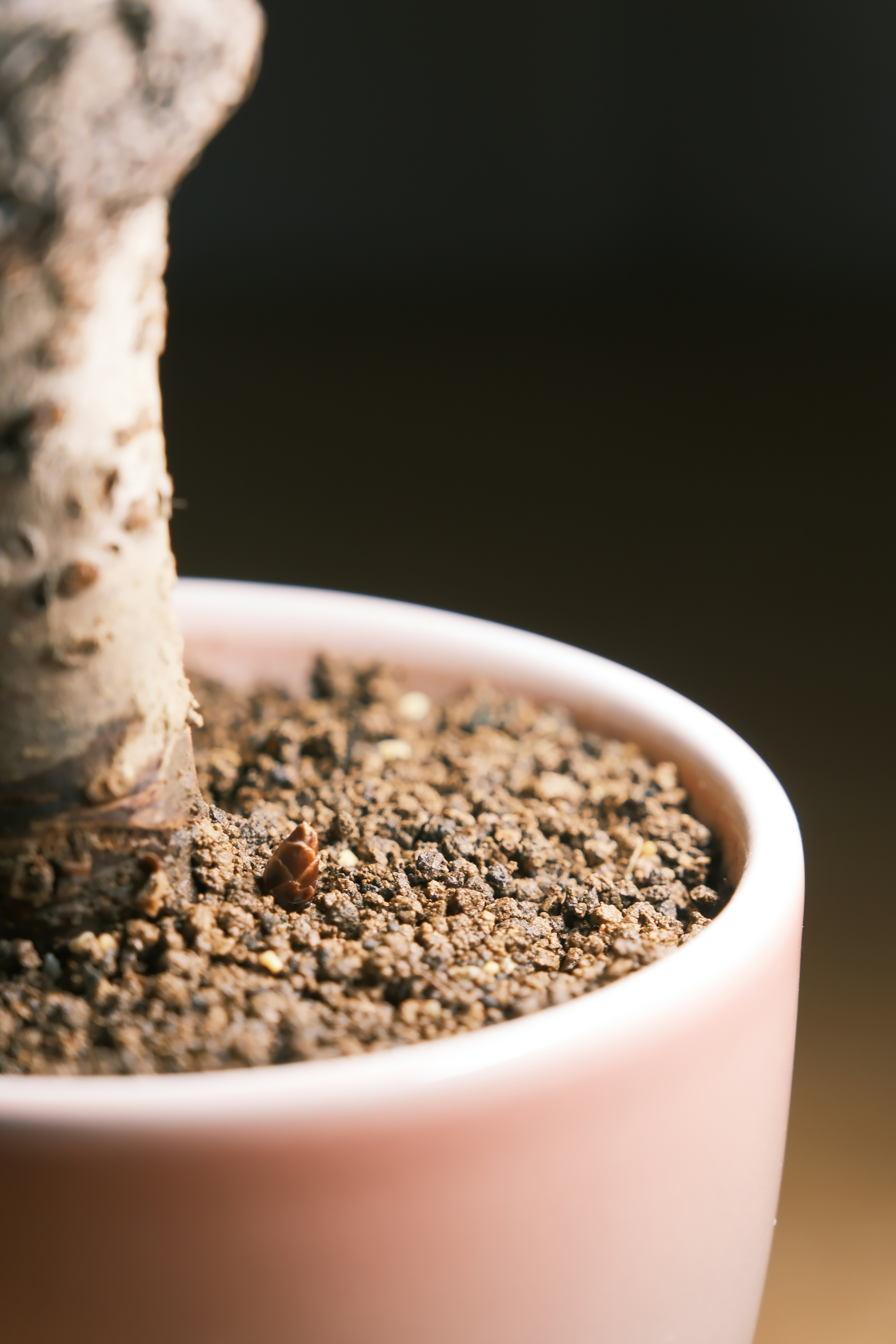 Close-up of a potted plant stem in soil