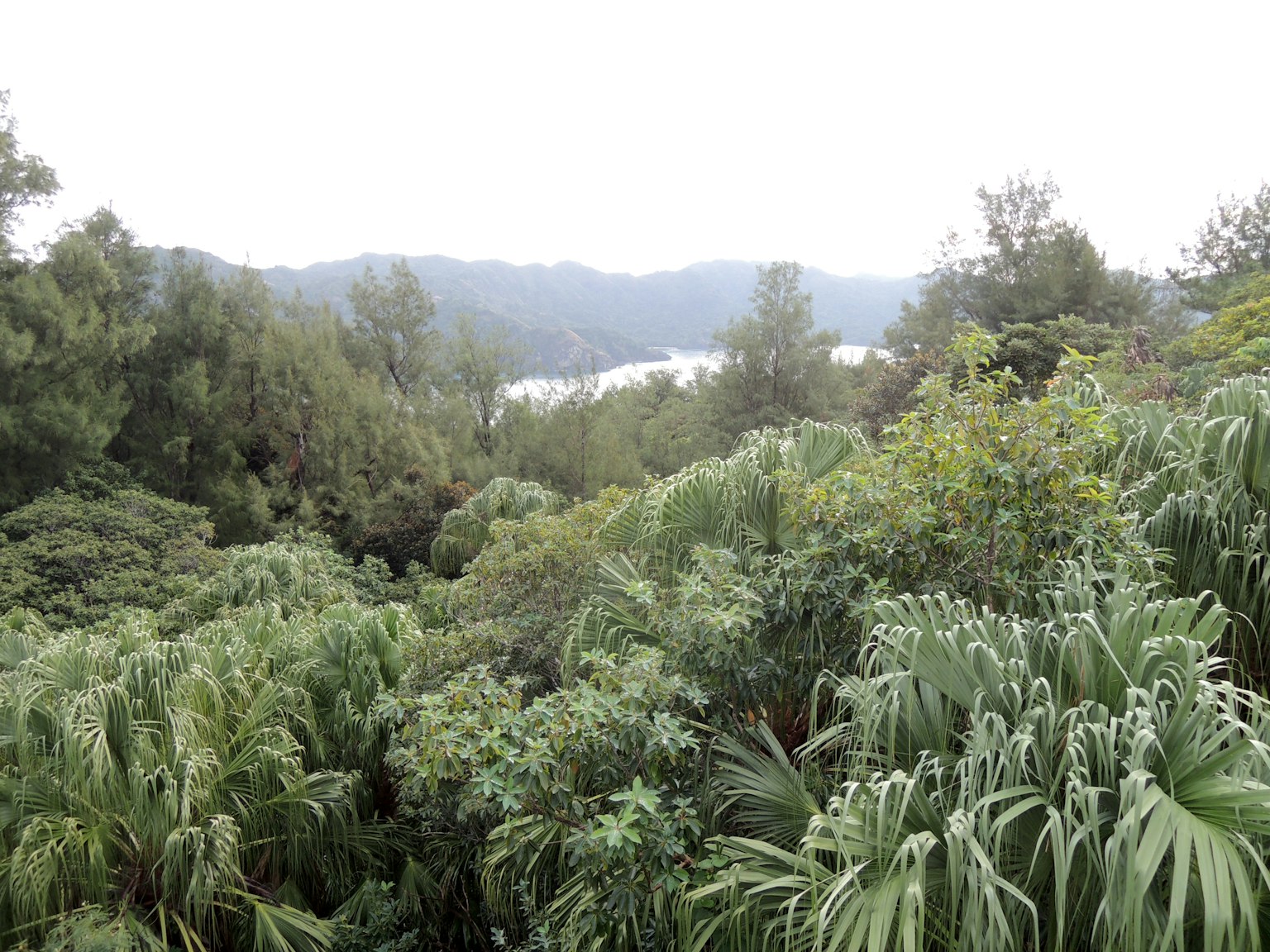 郁郁蔥蔥的綠色植物與遠處的山脈和湖泊