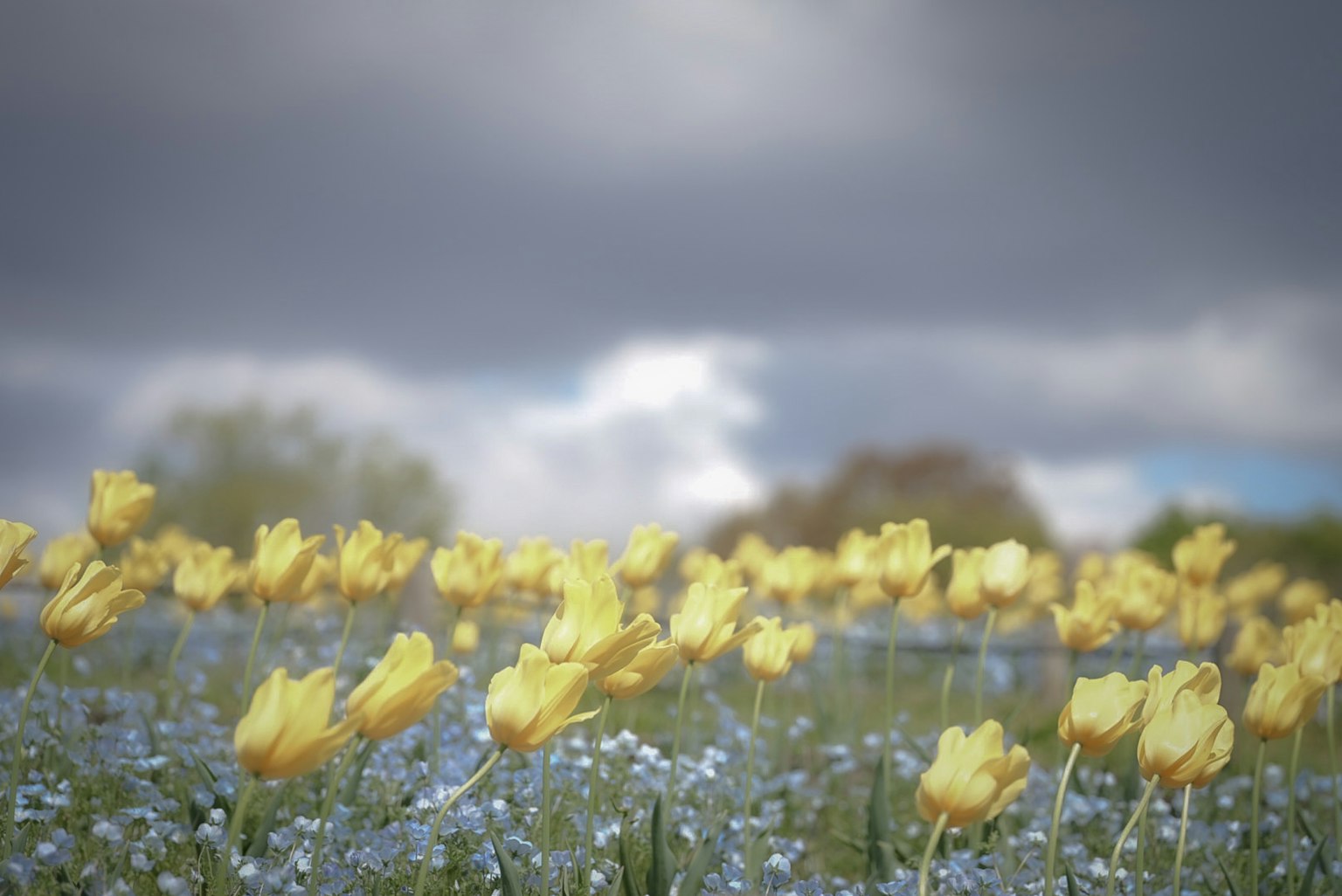 Field of yellow tulips and blue flowers under cloudy sky