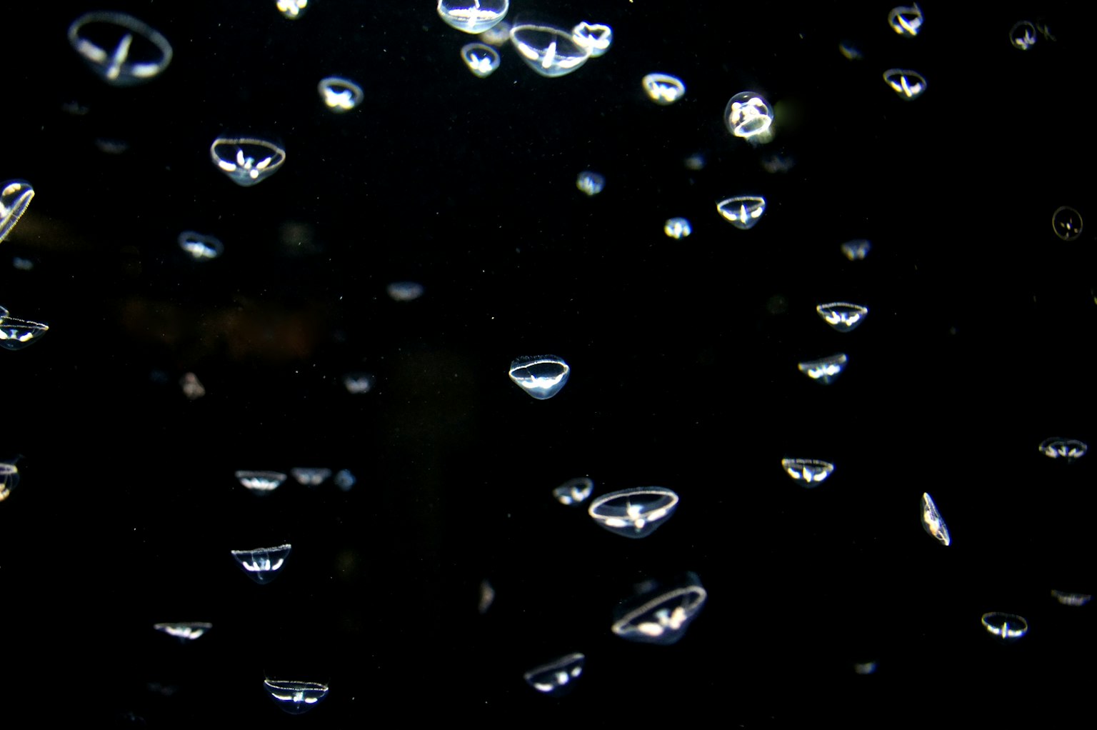 Des bulles flottant dans l'eau sur un fond noir