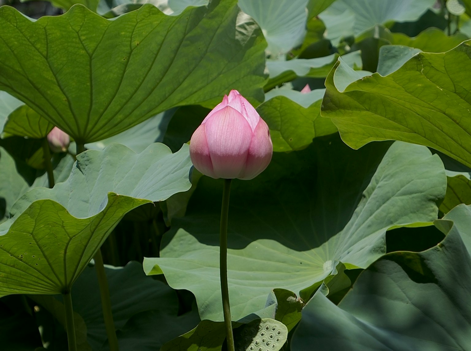 Bellissimo bocciolo di loto rosa circondato da foglie verdi
