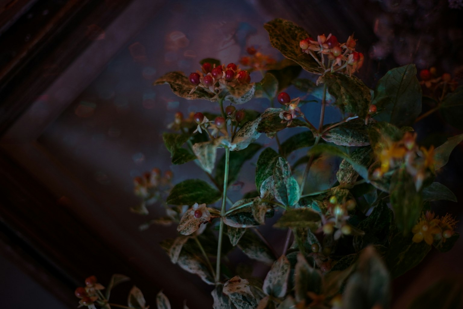 Nahaufnahme einer lebhaften Pflanze mit bunten Blumen und grünen Blättern vor einem dunklen Hintergrund