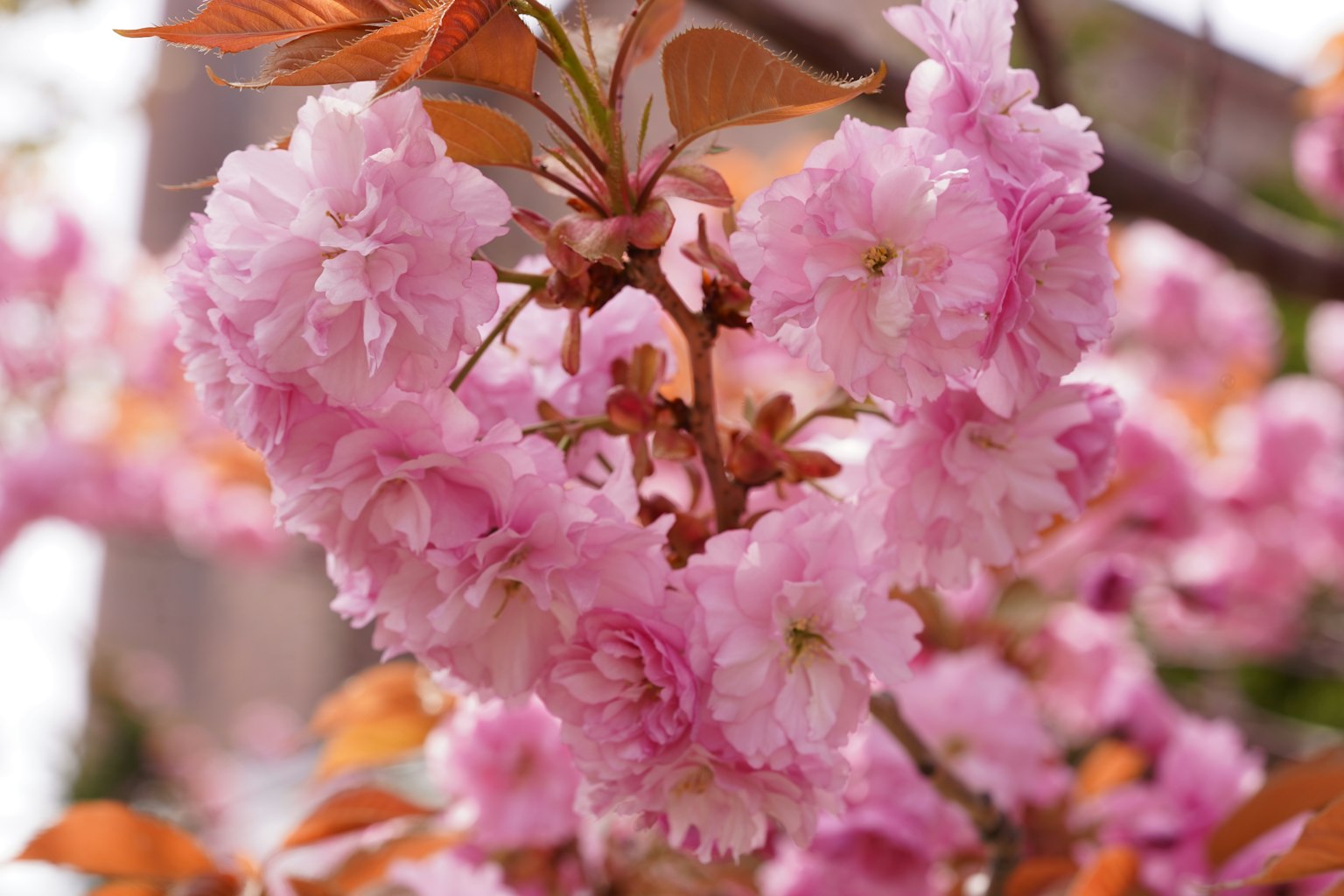 Beautiful image of cherry blossoms blooming in a heart shape