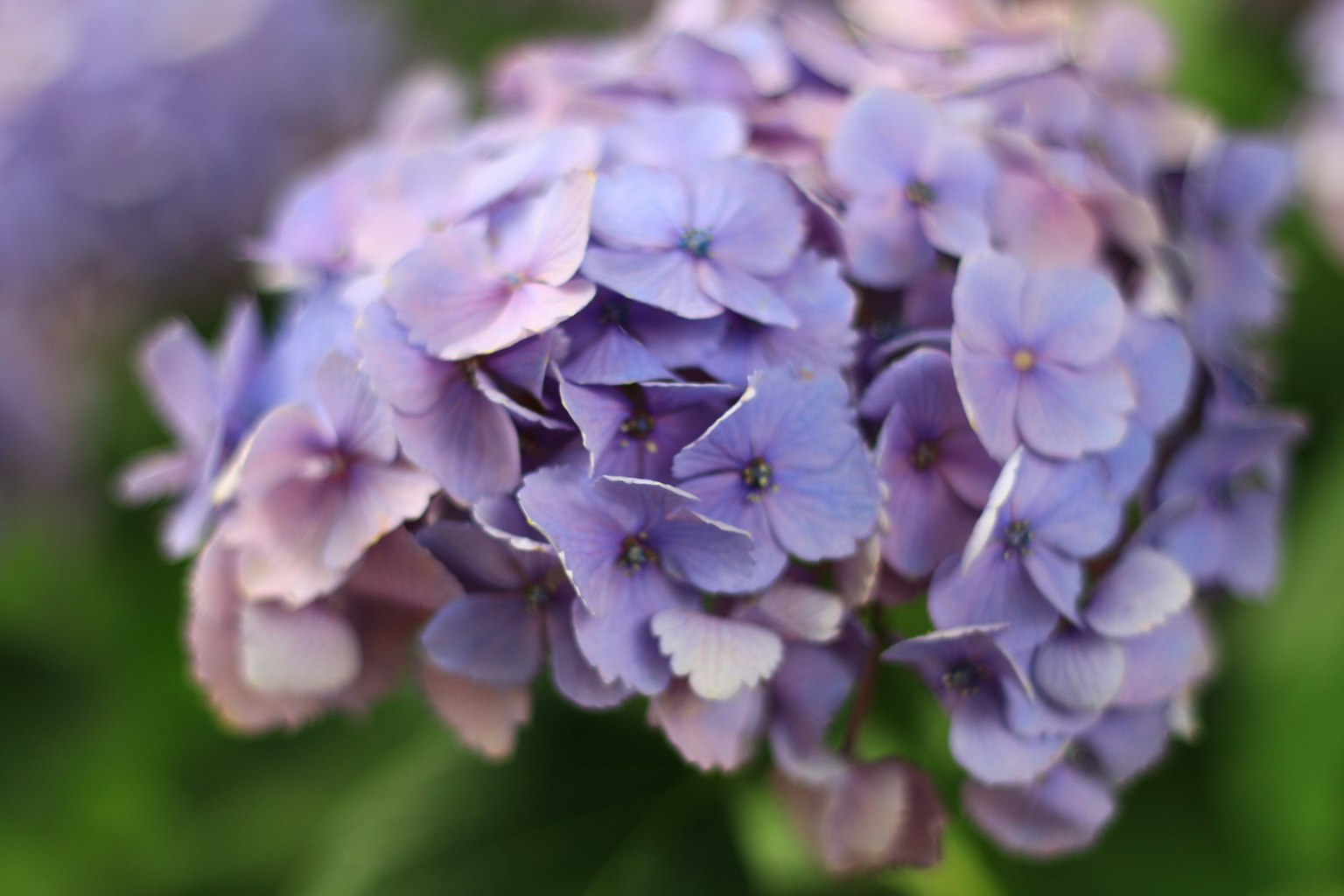Kedekatan bunga hydrangea ungu menampilkan nuansa dan detail yang indah