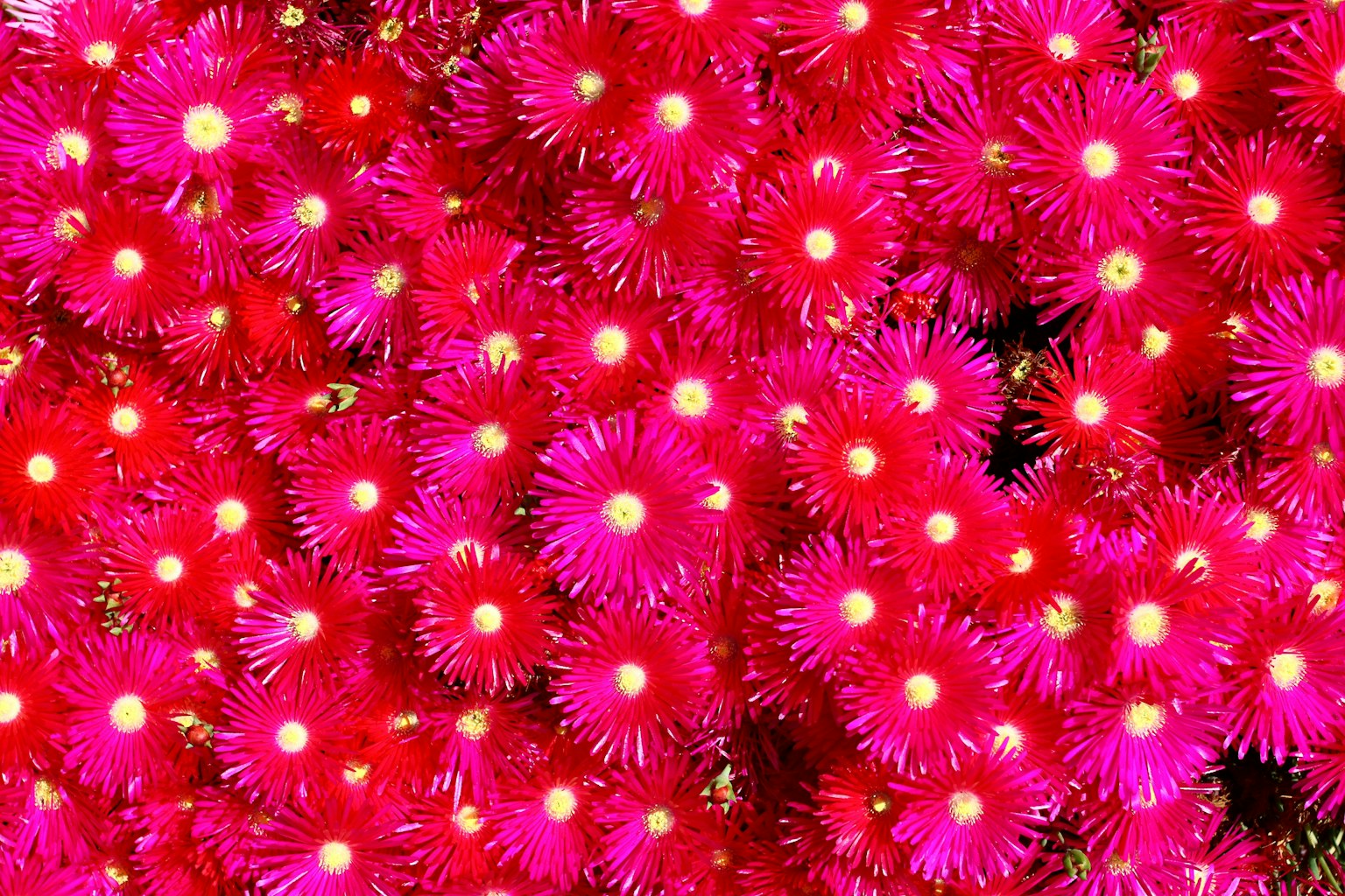 Fiori rosa vivaci raggruppati densamente