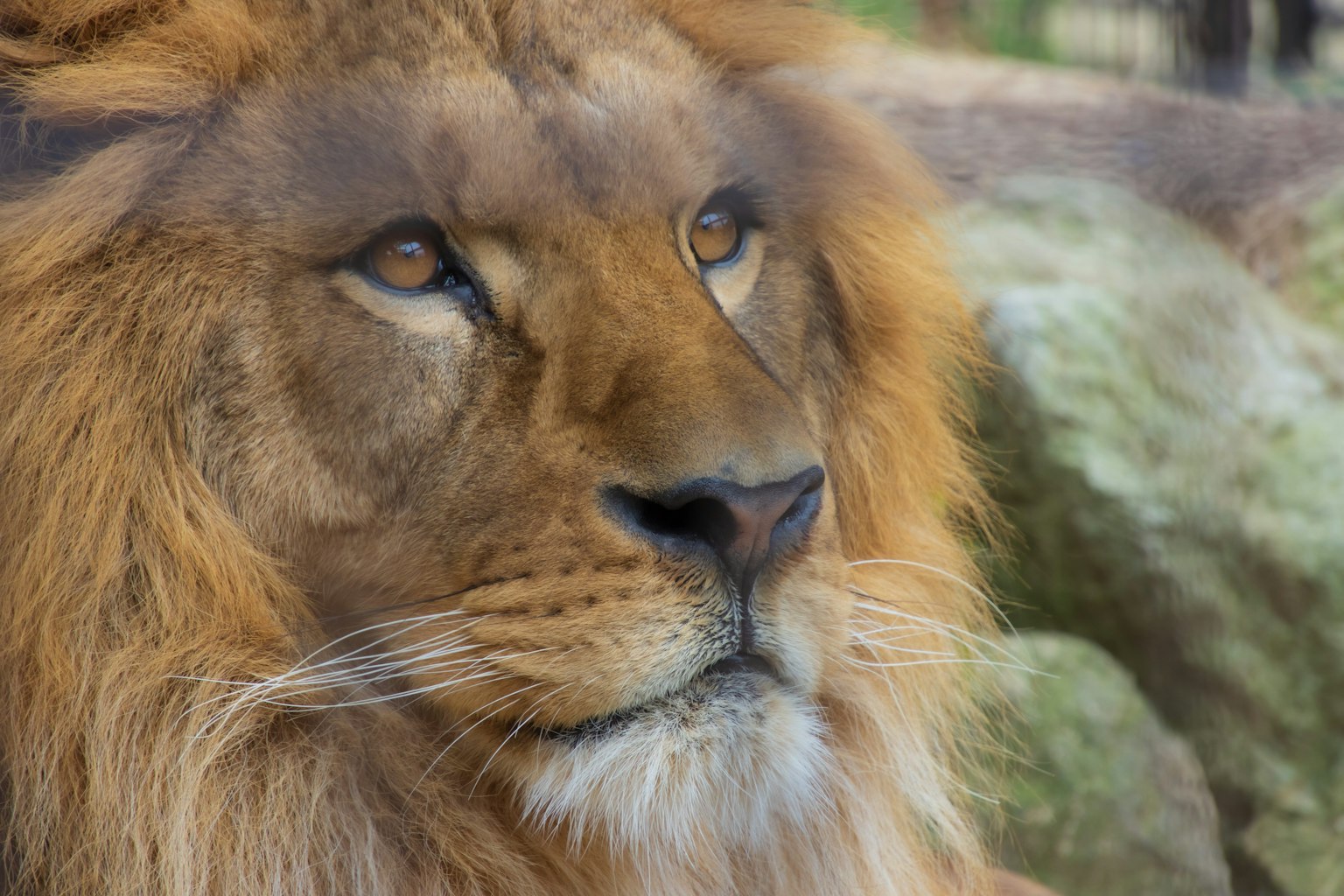Close-up of a lion's face showcasing expressive eyes and a rich mane