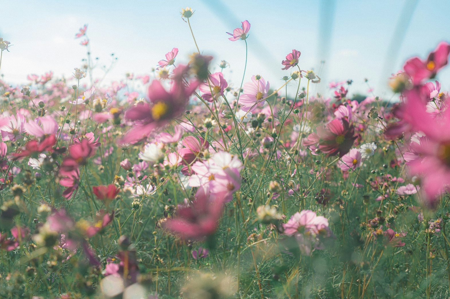 ピンクの花が咲く草地の花畑