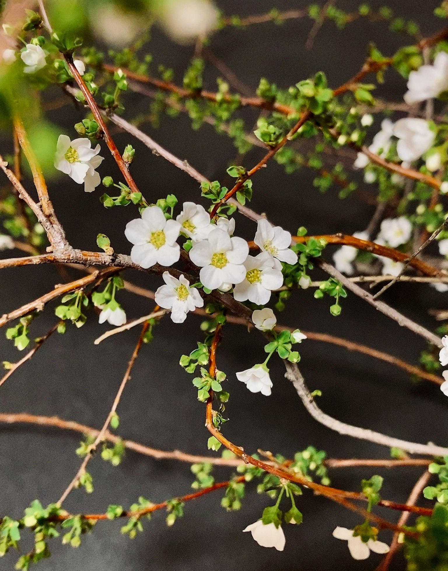 Close-up dari cabang tipis dengan bunga putih dan daun hijau