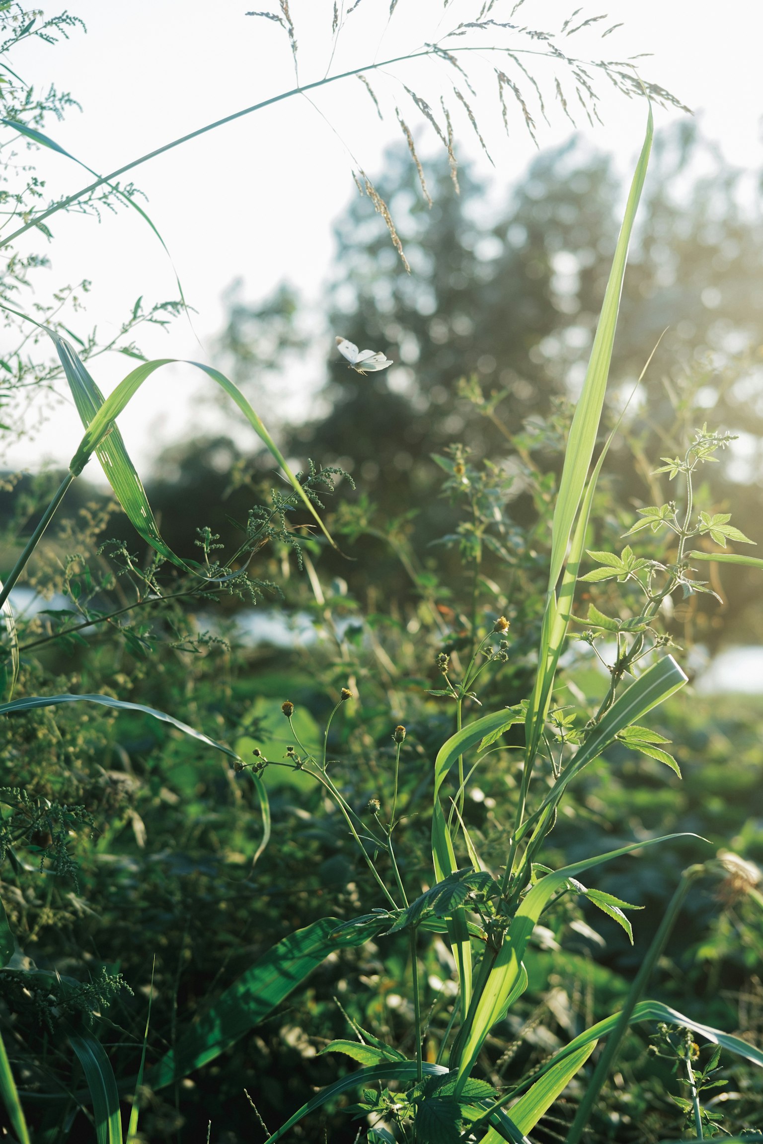 Lush green grass and plants illuminated by sunlight