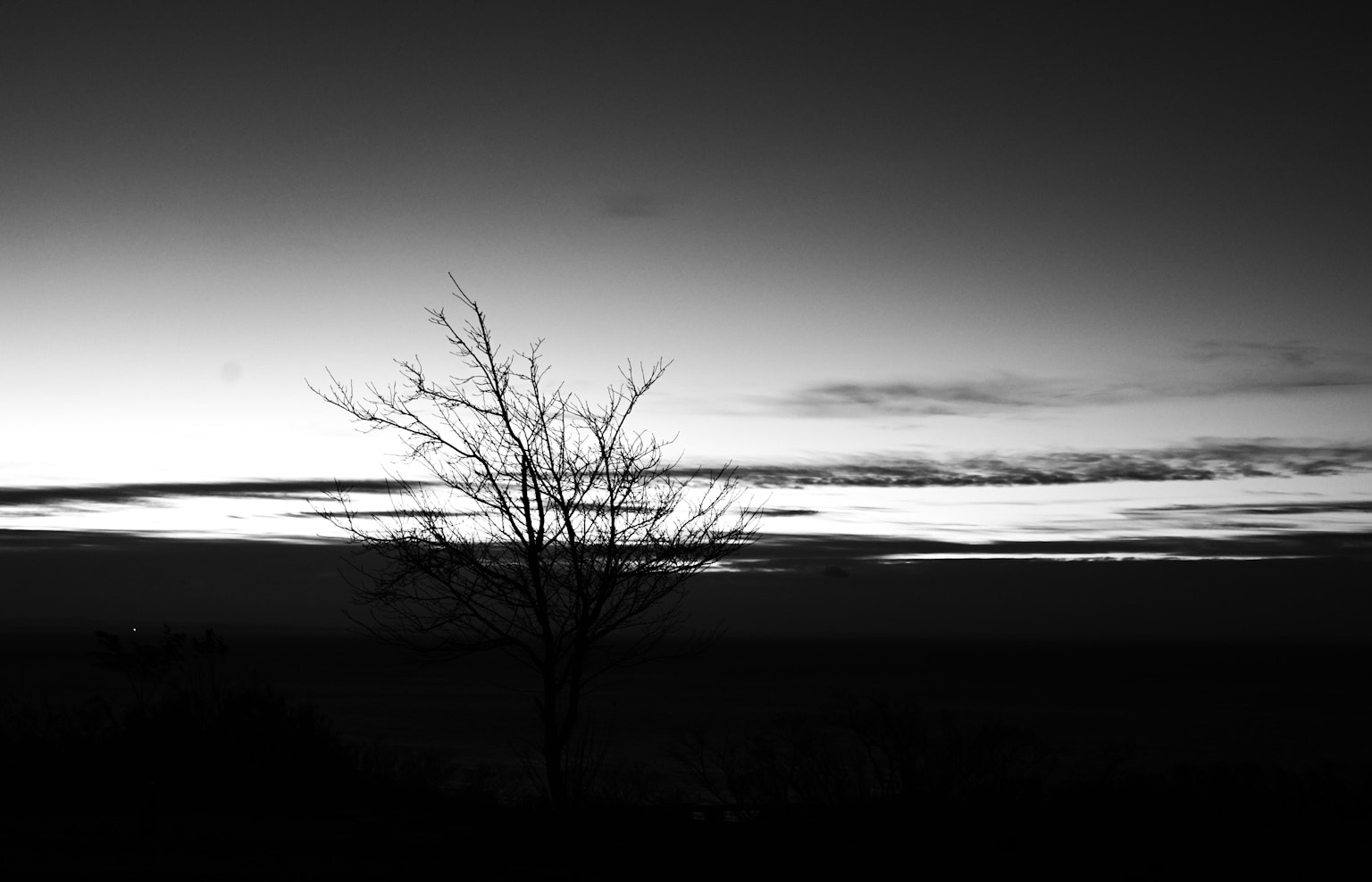 Silhouette of a tree against a black and white sky at dusk