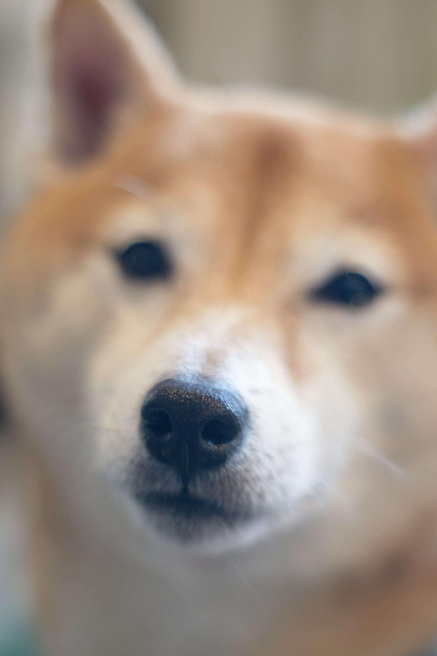 Fotografía en primer plano de un perro Shiba Inu con enfoque suave