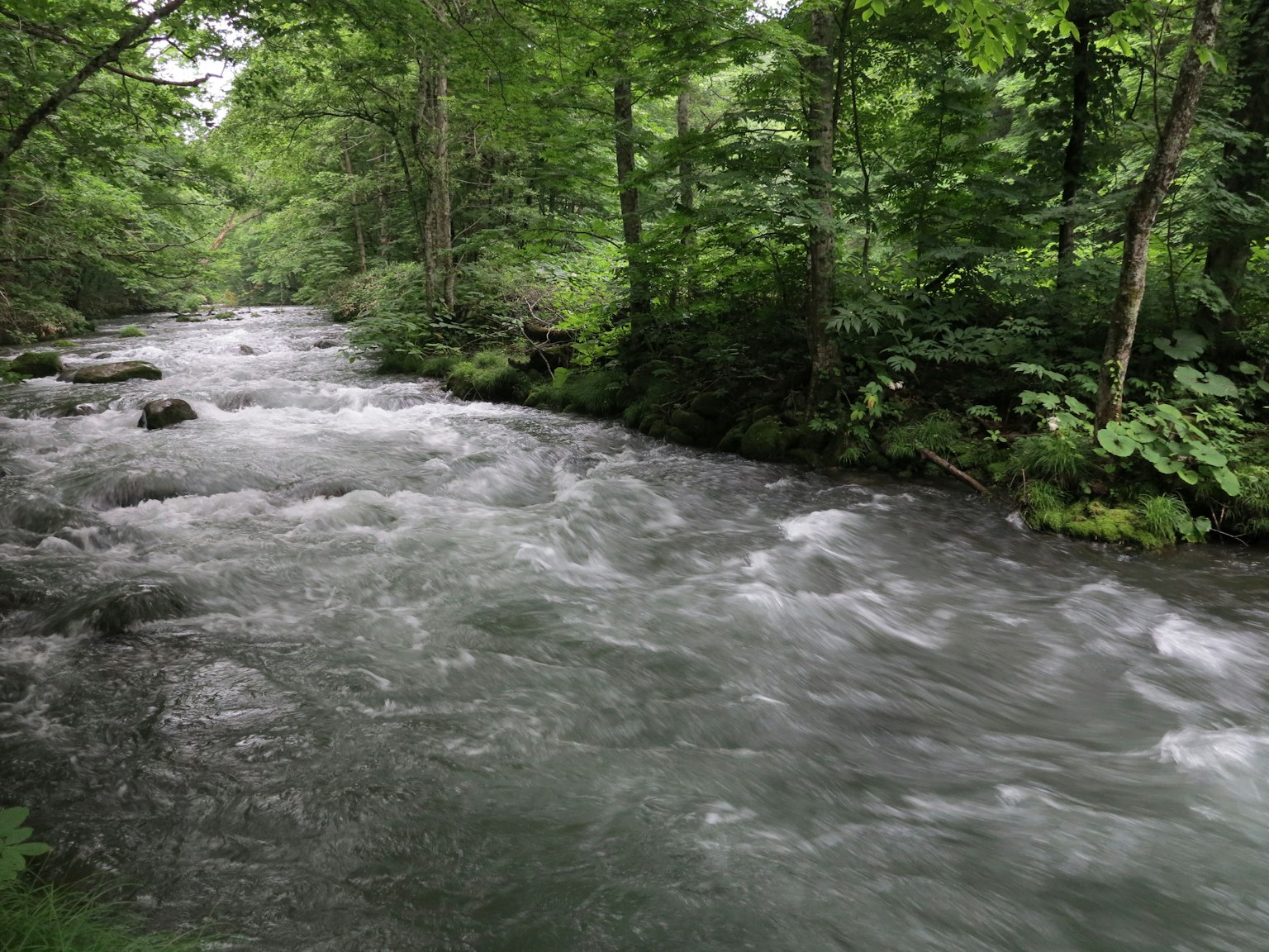 Ein fließender Fluss, umgeben von üppigen grünen Bäumen