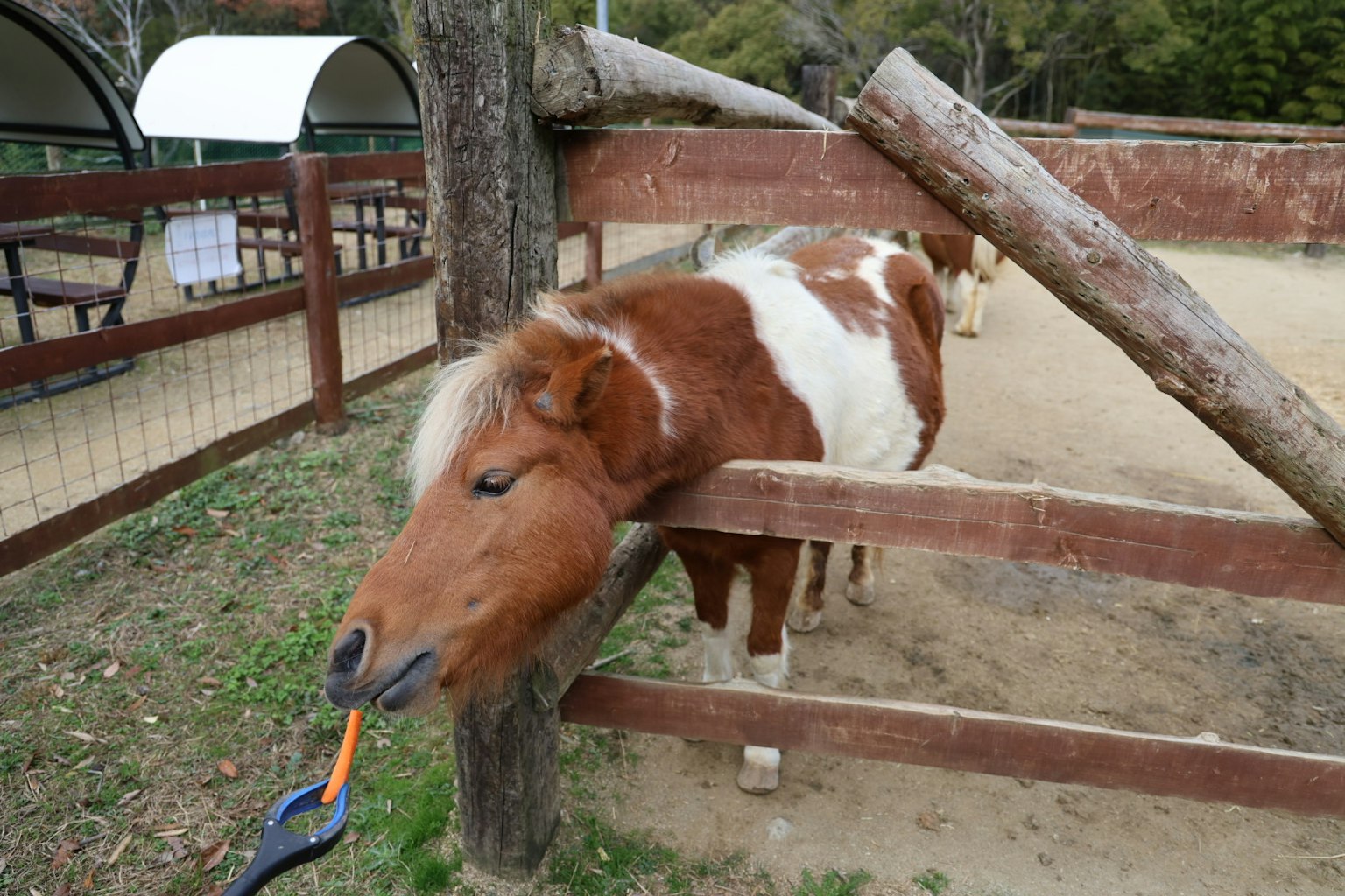 A small horse peeking through a wooden fence