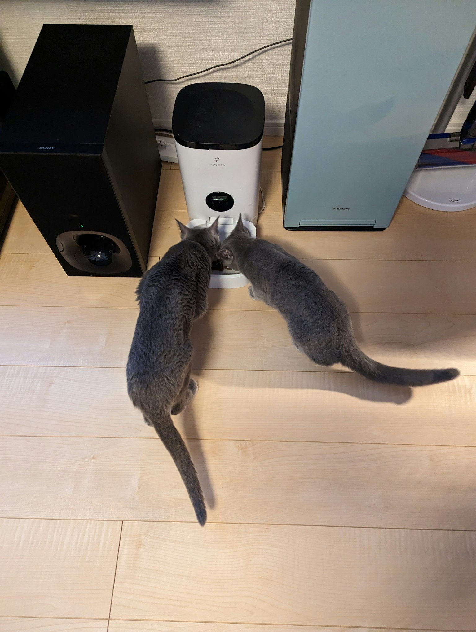 Deux chats gris mangeant d'un distributeur automatique