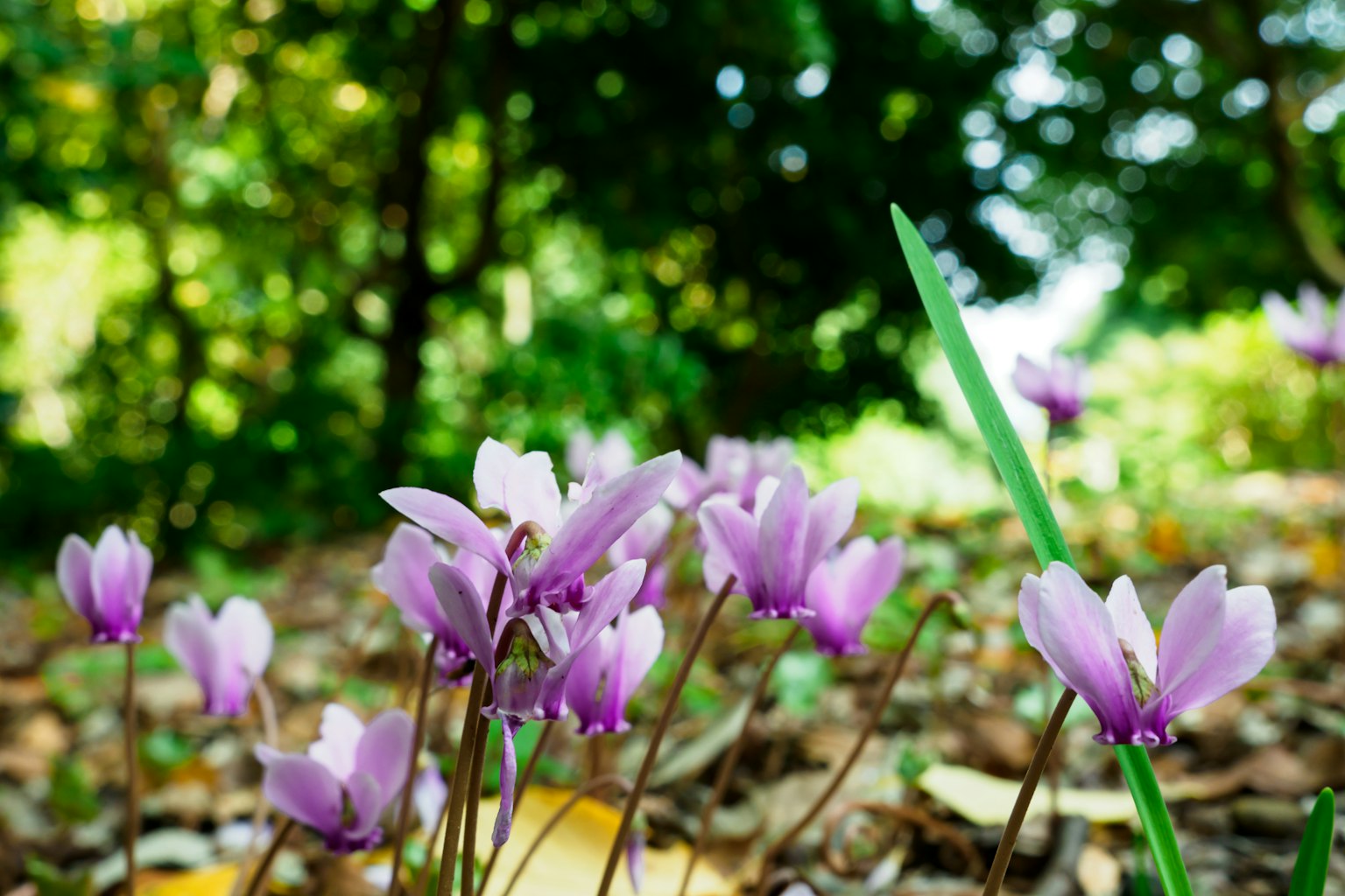 Fiori viola che sbocciano su uno sfondo verde con foglie cadute