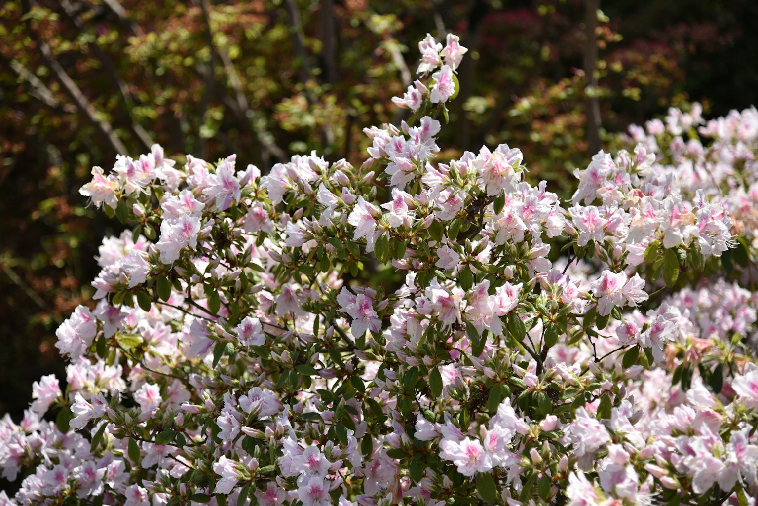 Nahaufnahme von Zweigen mit blassen rosa Blumen