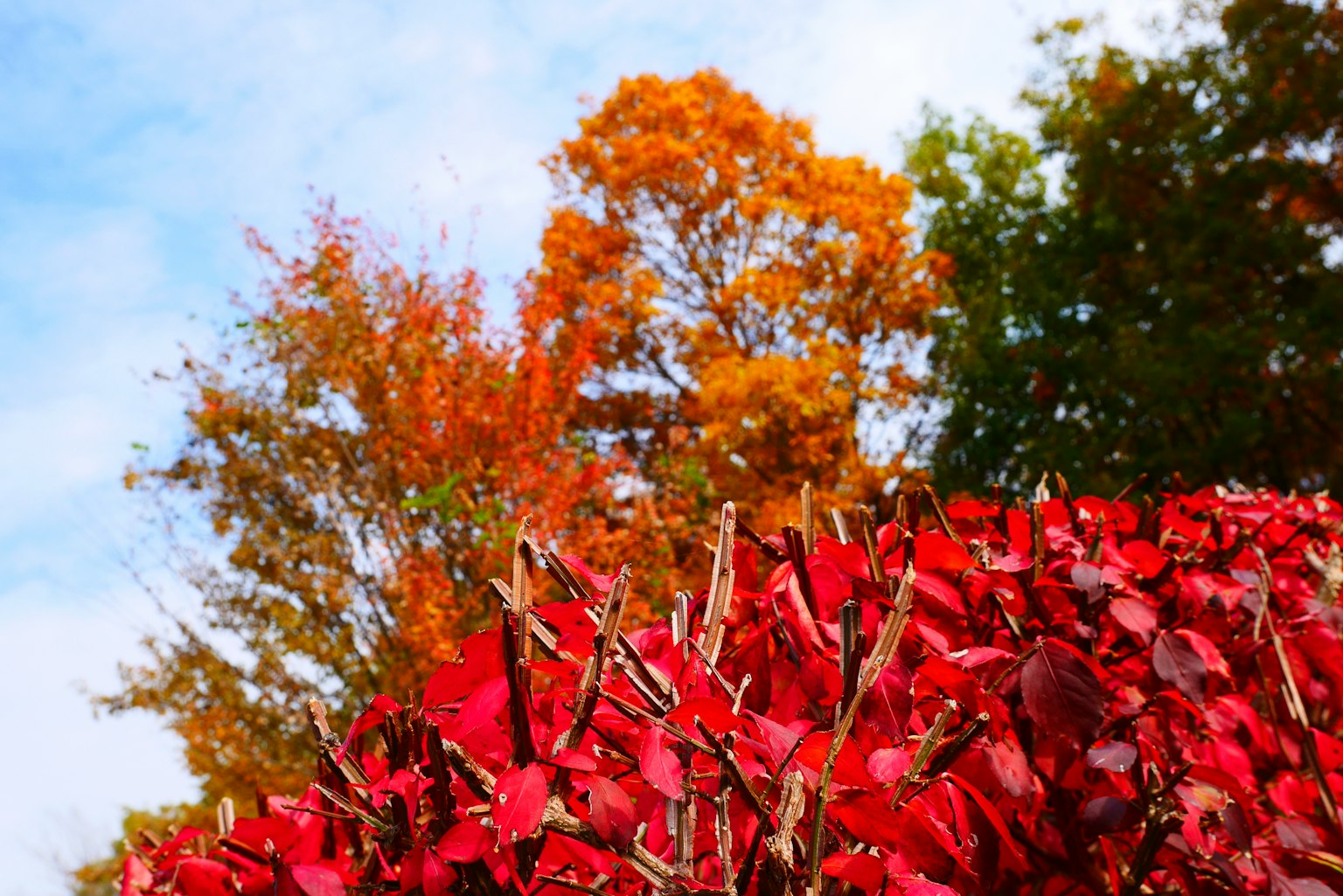 Foglie rosse vivaci e alberi arancioni in un paesaggio autunnale