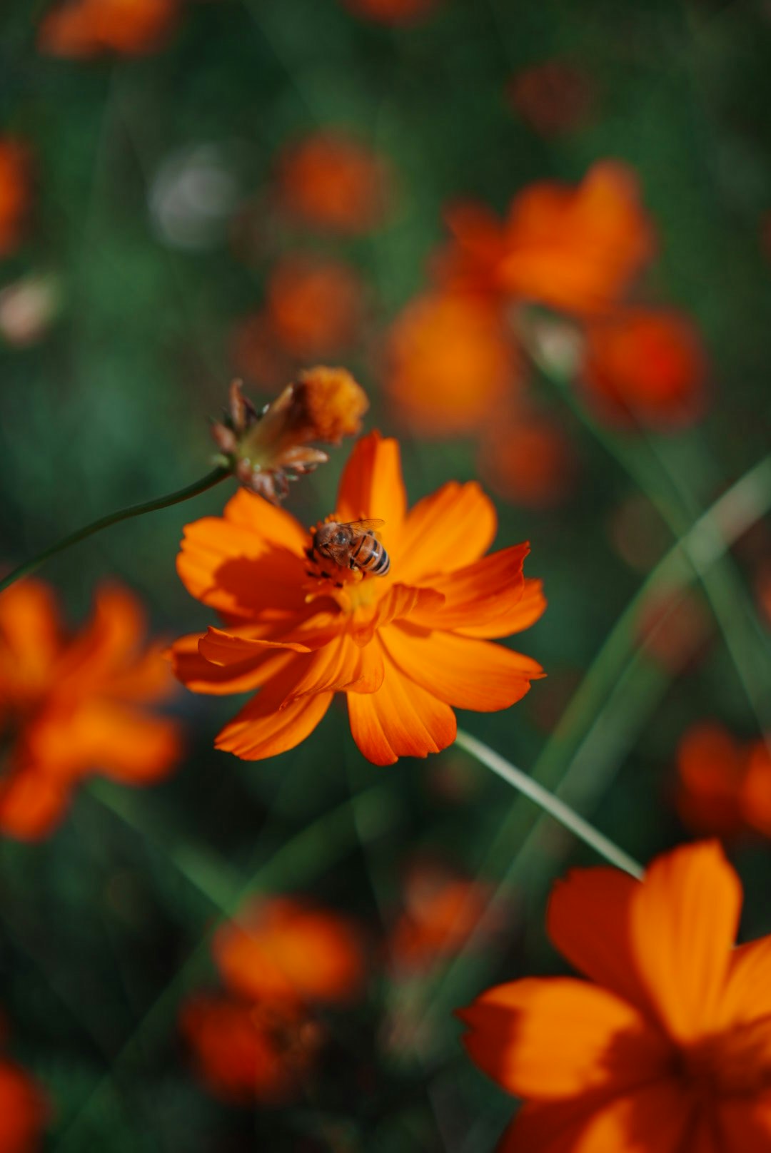 オレンジのコスモスの花のクローズアップ