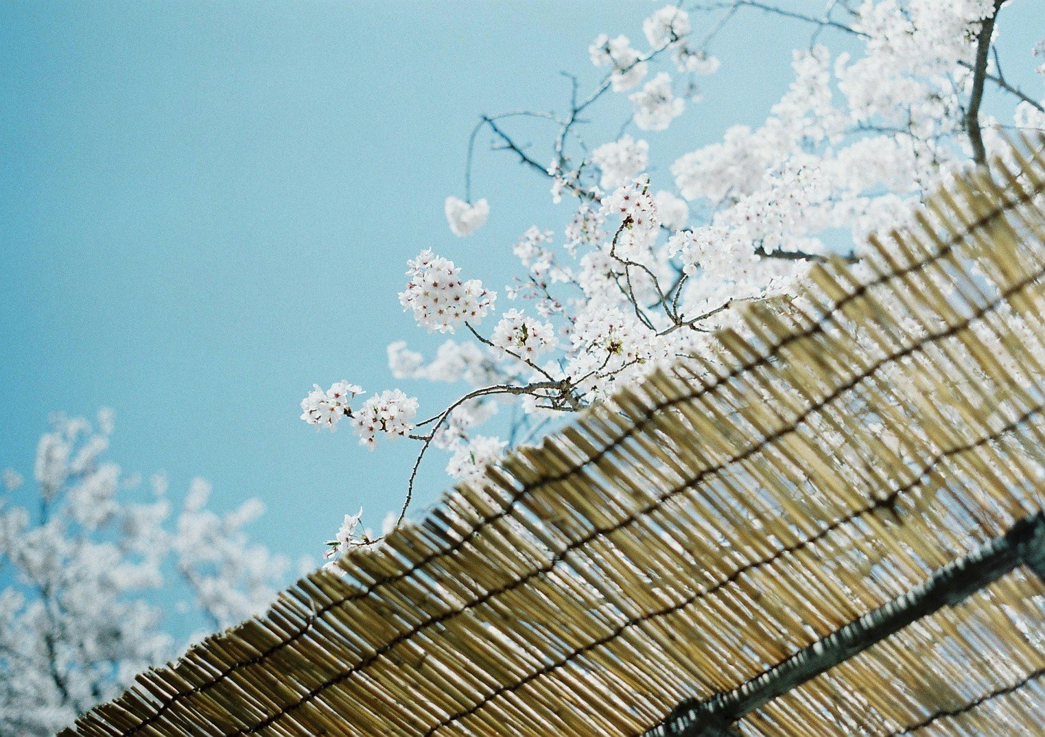 Cielo de primavera con persianas de bambú y ramas de cerezo en flor
