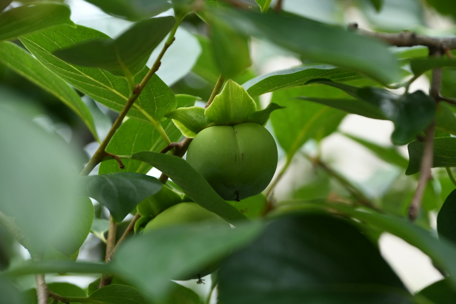 Buah hijau terlihat di antara daun di cabang
