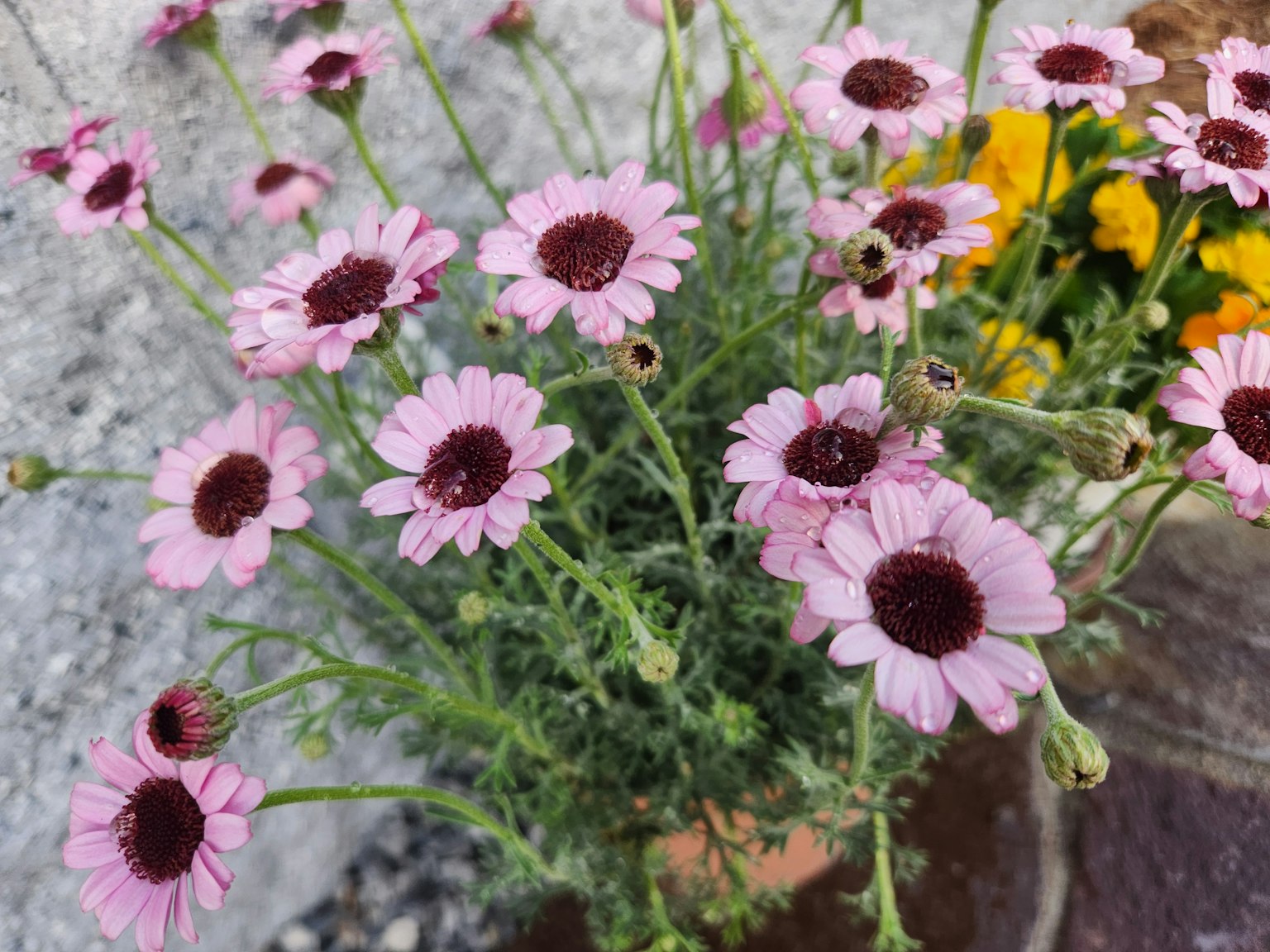 Sekelompok bunga pink dengan pusat gelap