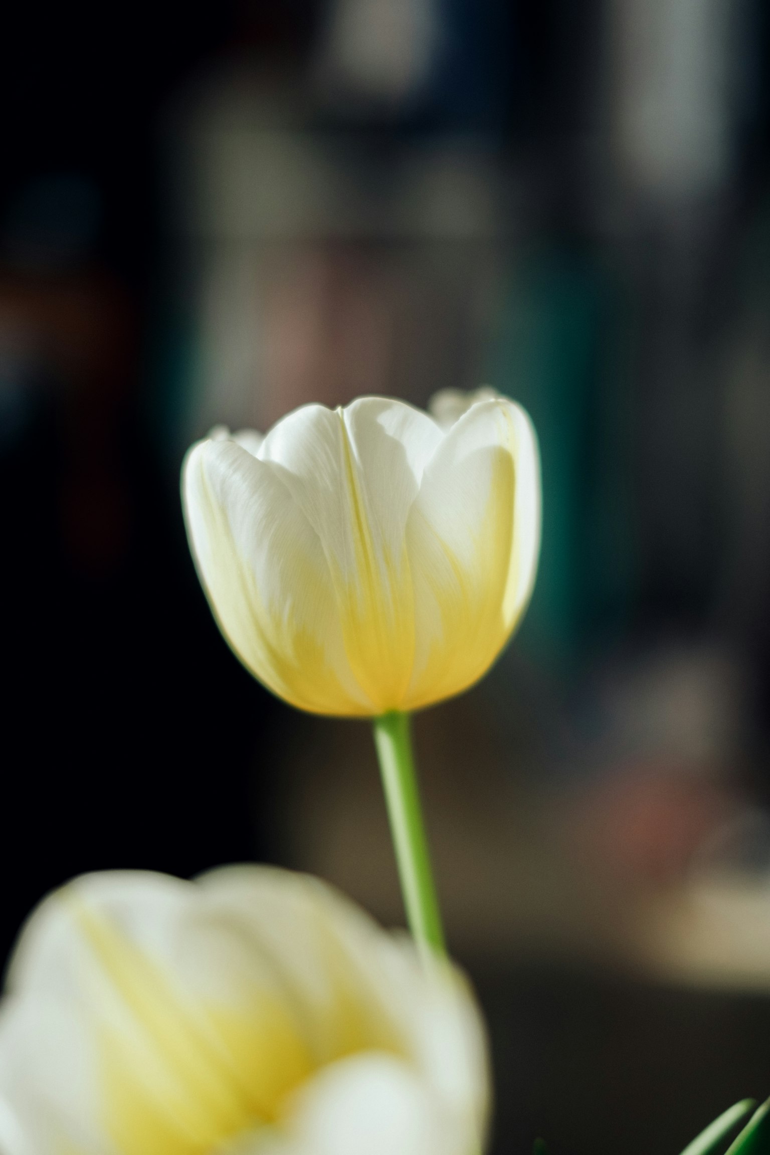 A white tulip flower prominently displayed with a blurred background