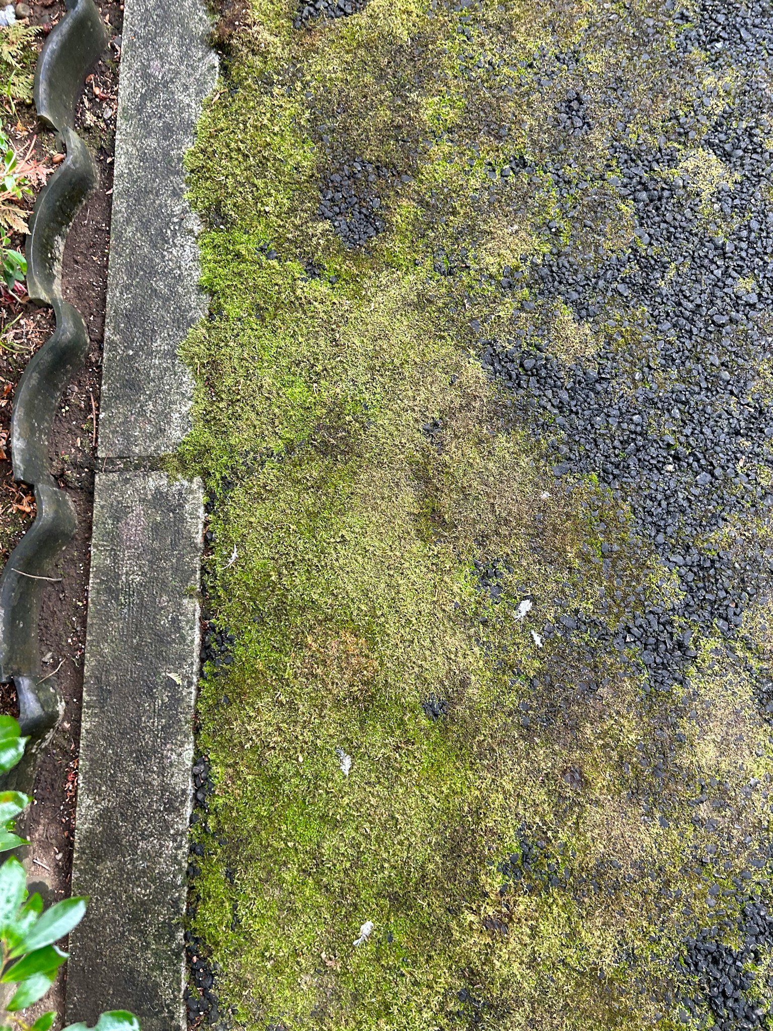 Pavimento cubierto de musgo con un borde de concreto