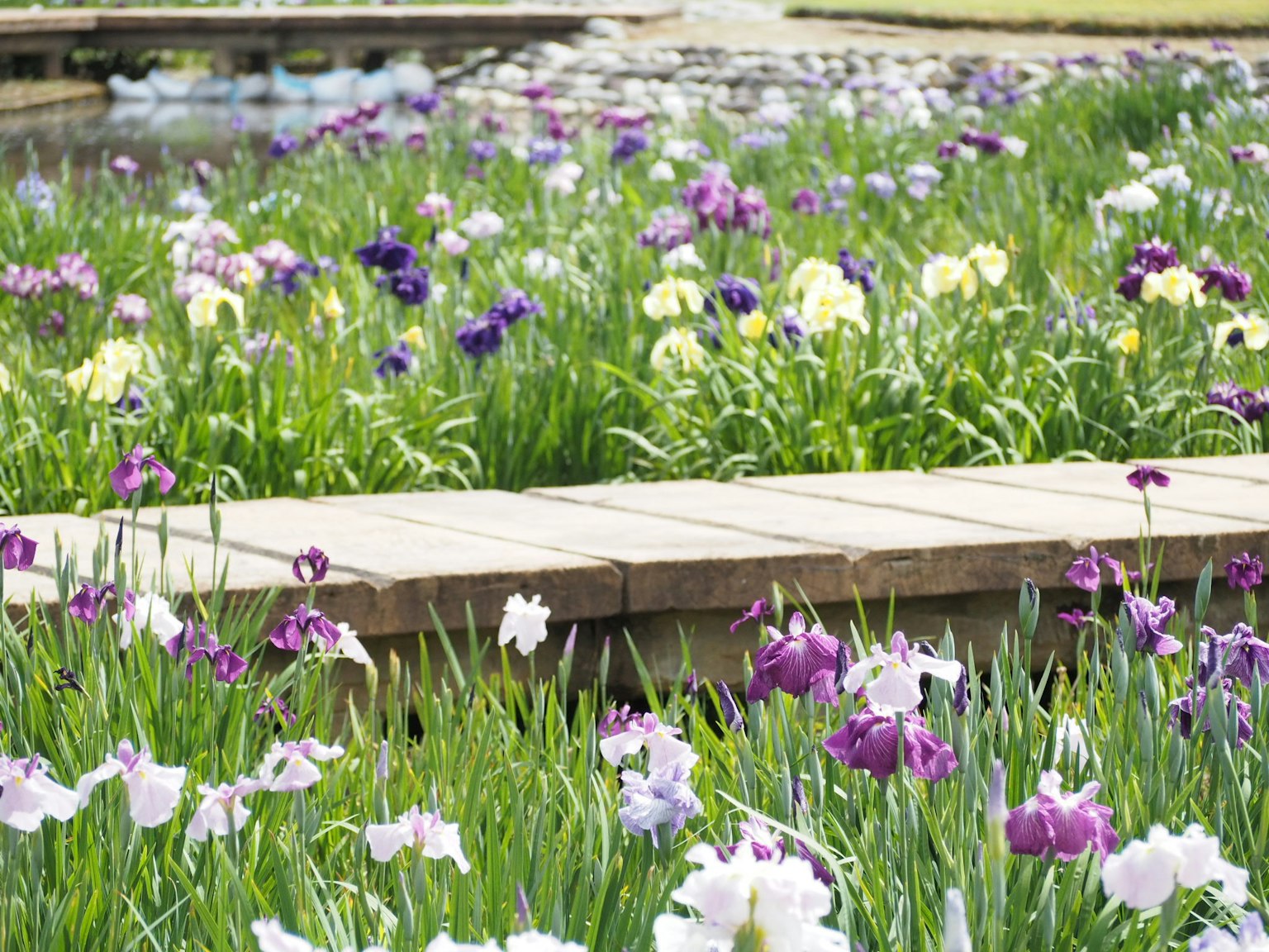 A scenic view of a wooden walkway surrounded by blooming flowers and green grass