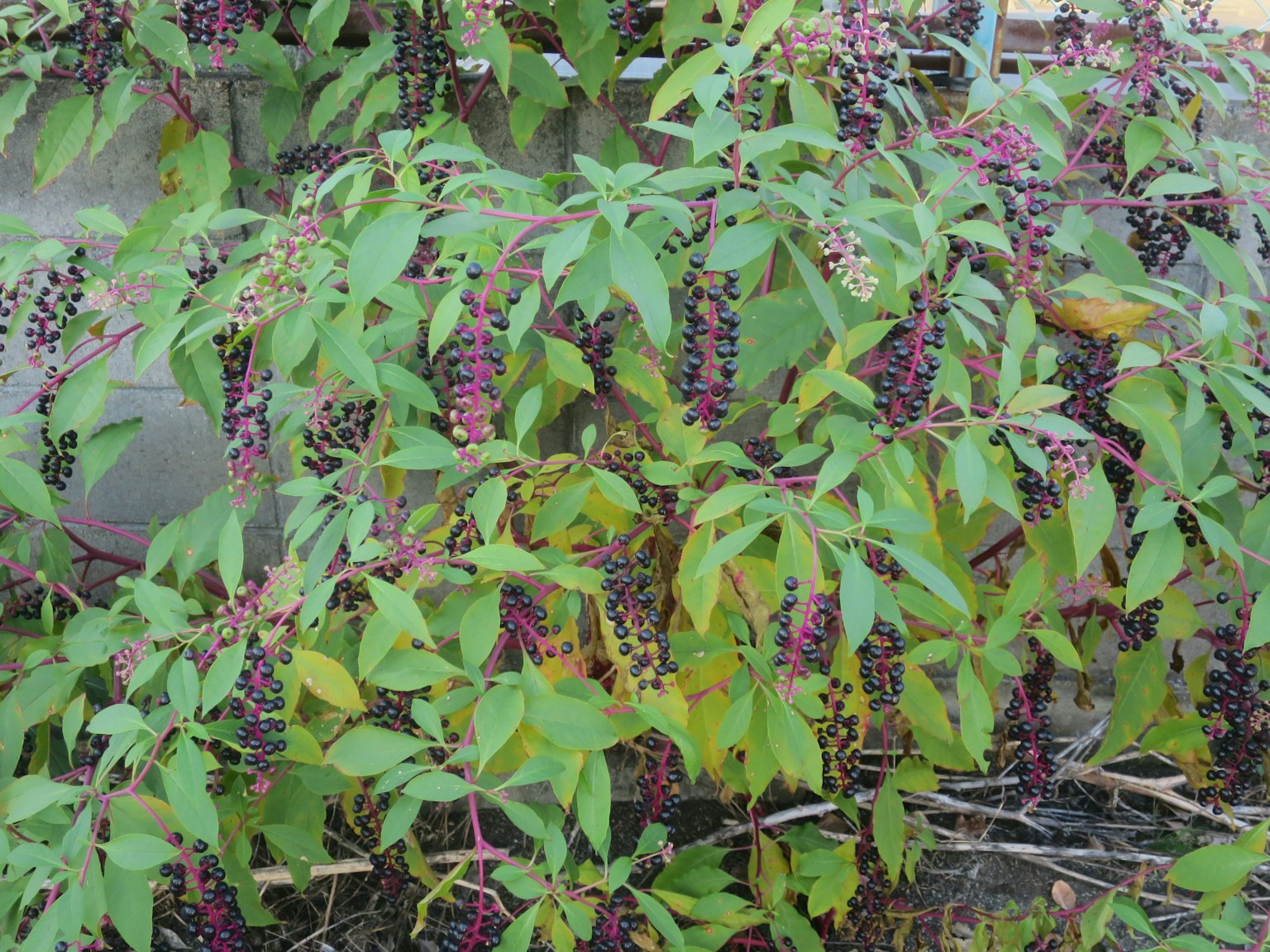 Acercamiento de una planta con hojas coloridas y bayas moradas