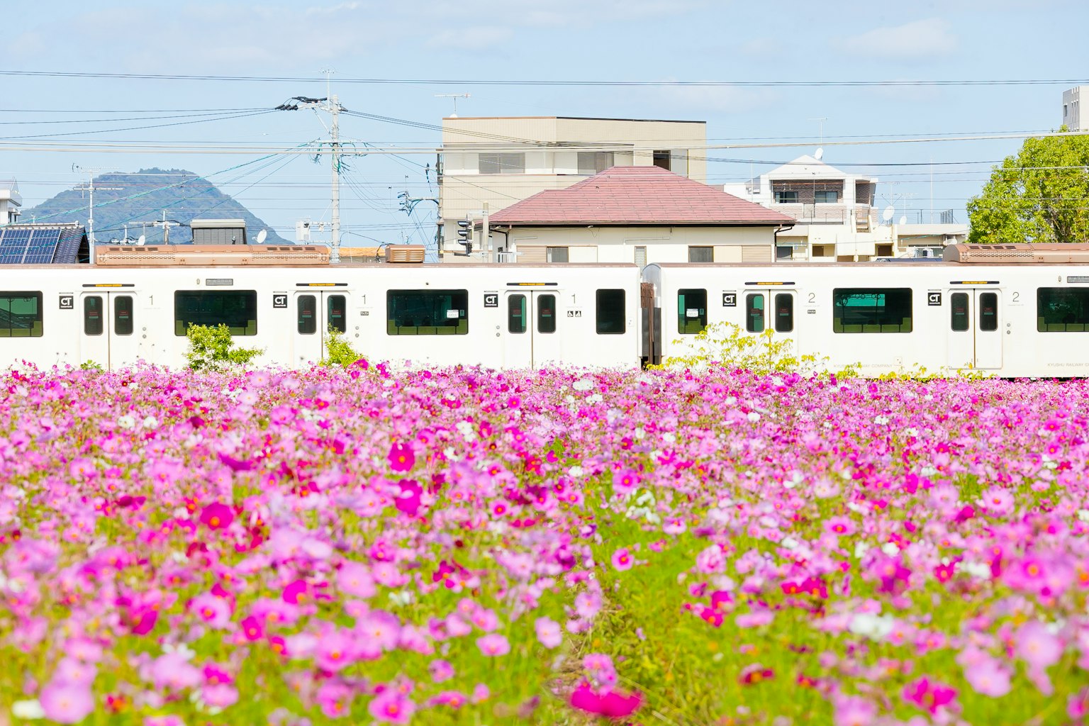 Un train blanc passant devant un champ rempli de fleurs colorées