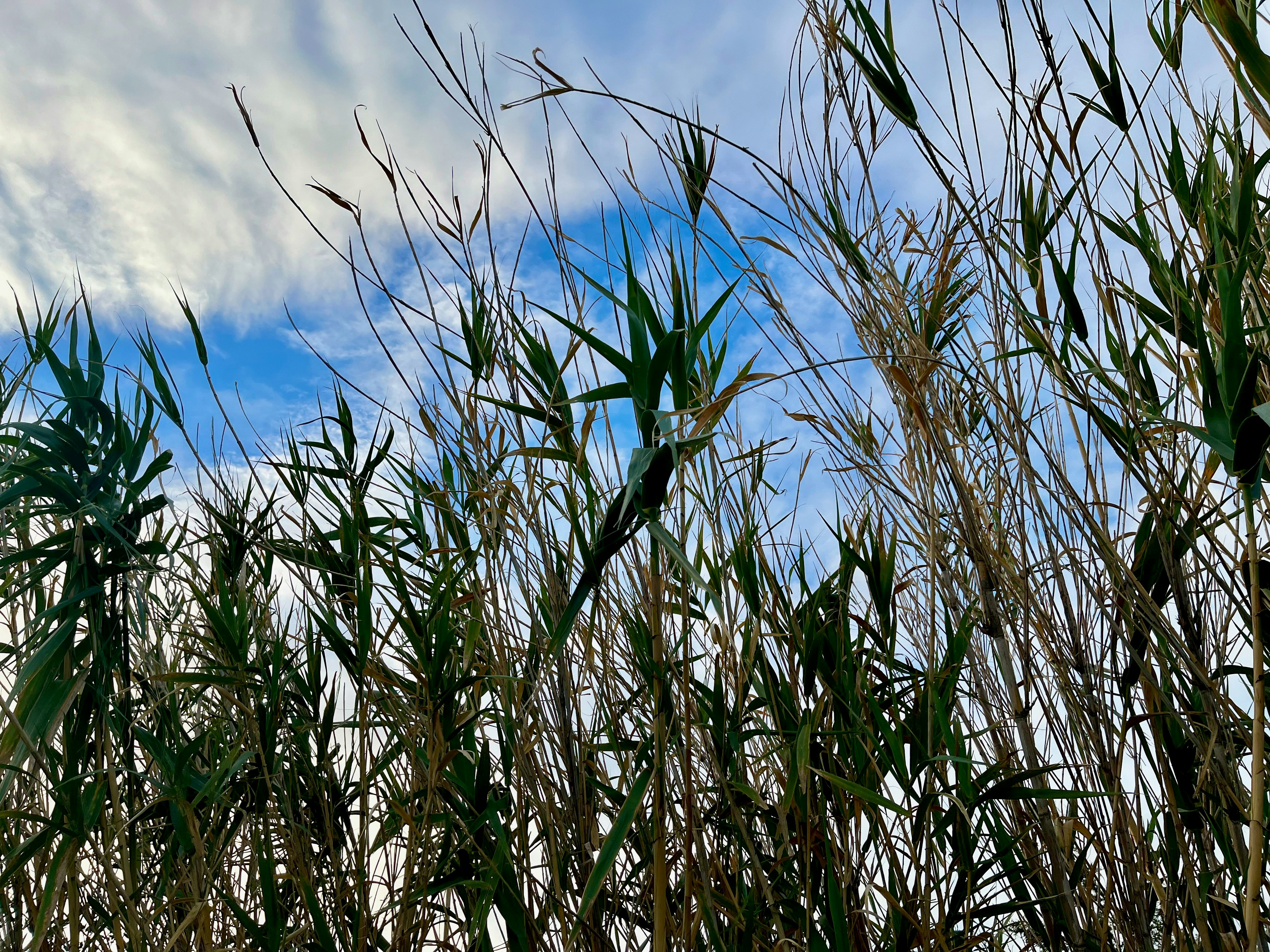 grass swaying in the wind under a blue sky