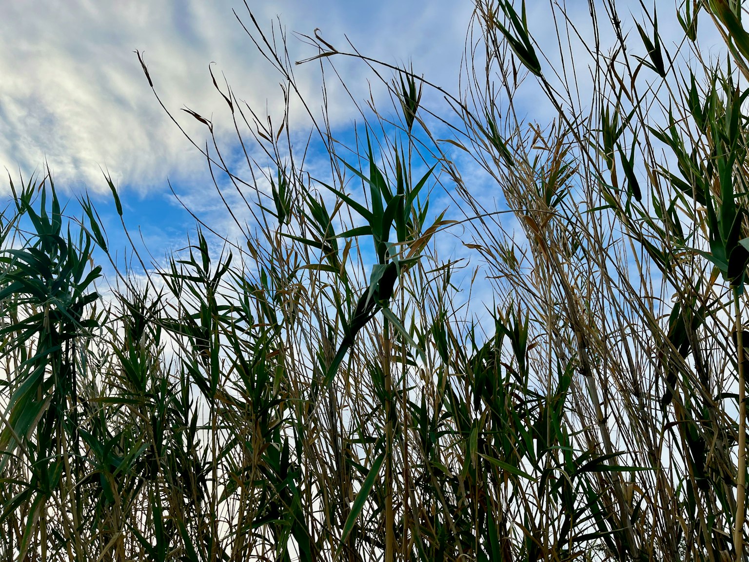 Tall grass silhouetted against a blue sky with wispy clouds