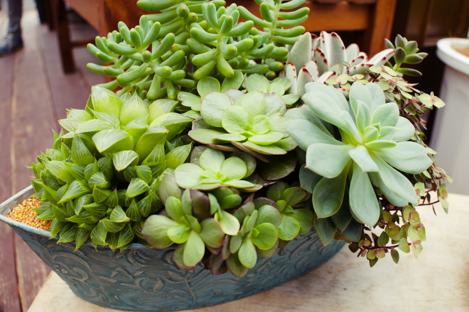 Une variété de plantes succulentes disposées dans un pot bleu