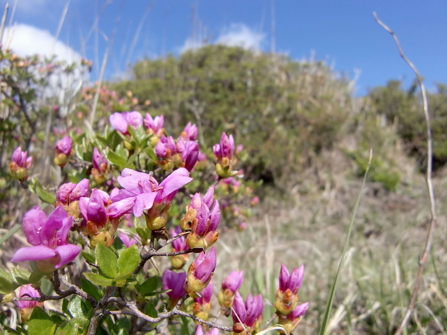 Fiori rosa vivaci che sbocciano in un paesaggio erboso