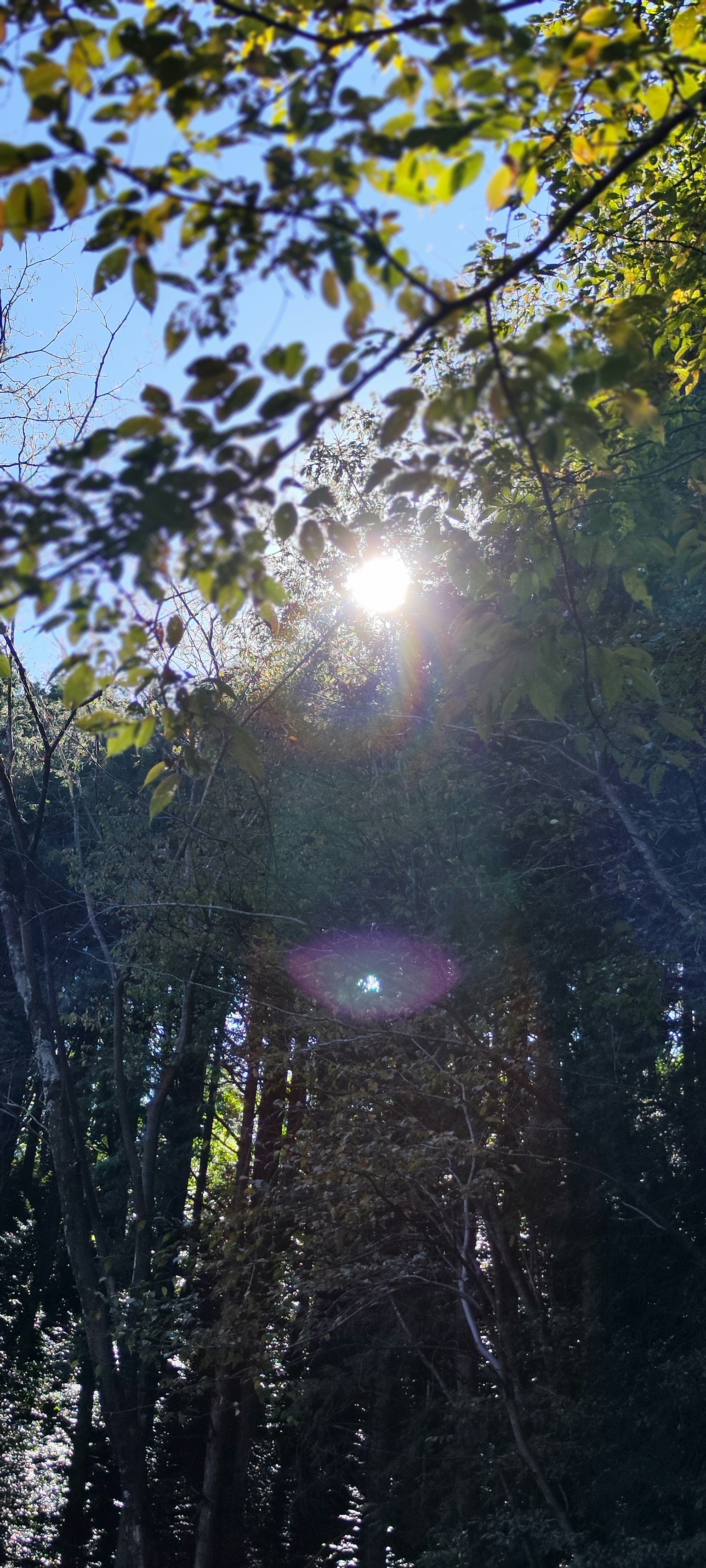 Lumière du soleil filtrant à travers une forêt de bambous sous un ciel bleu clair