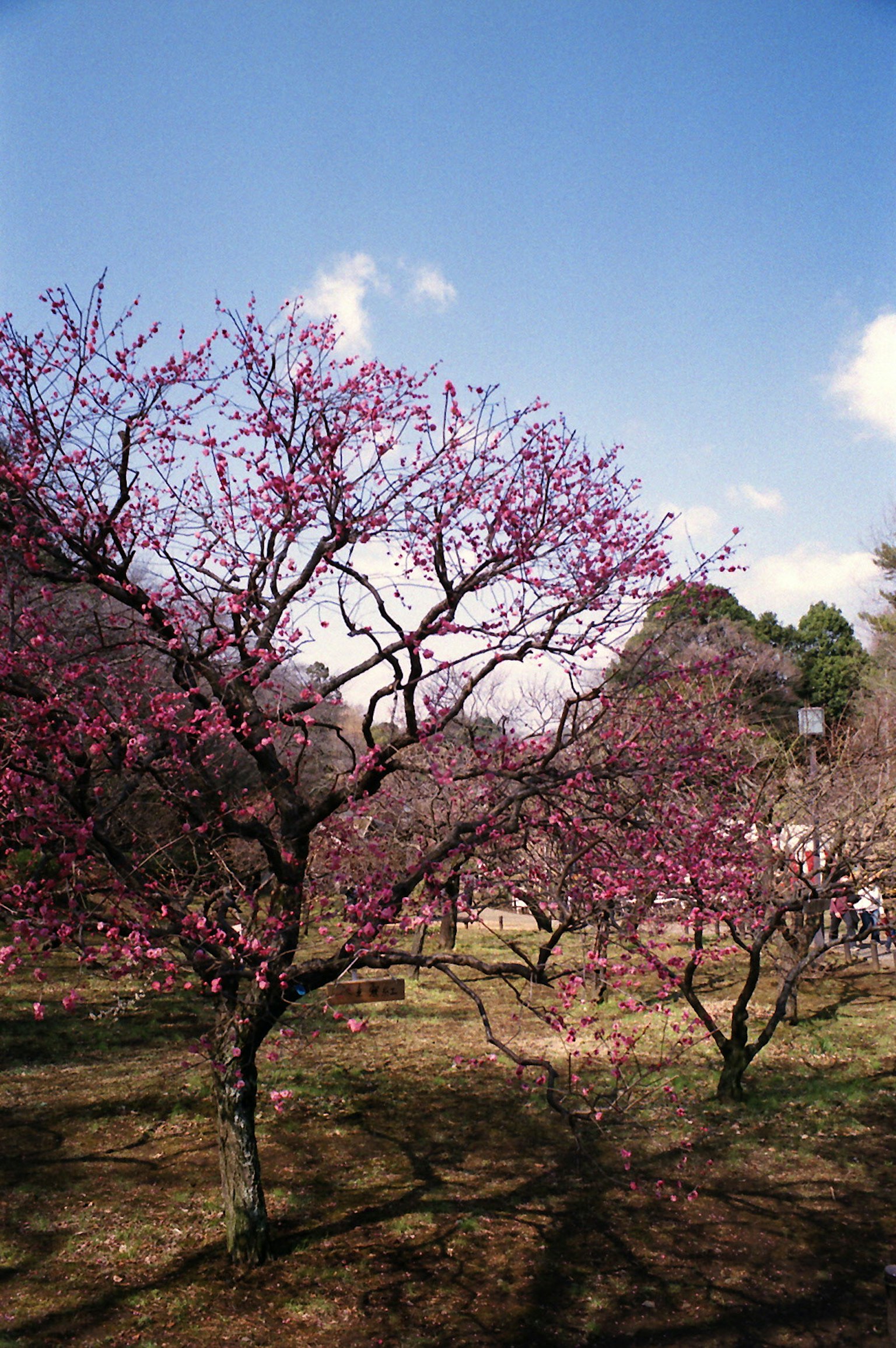 Des cerisiers en fleurs sous un ciel bleu clair