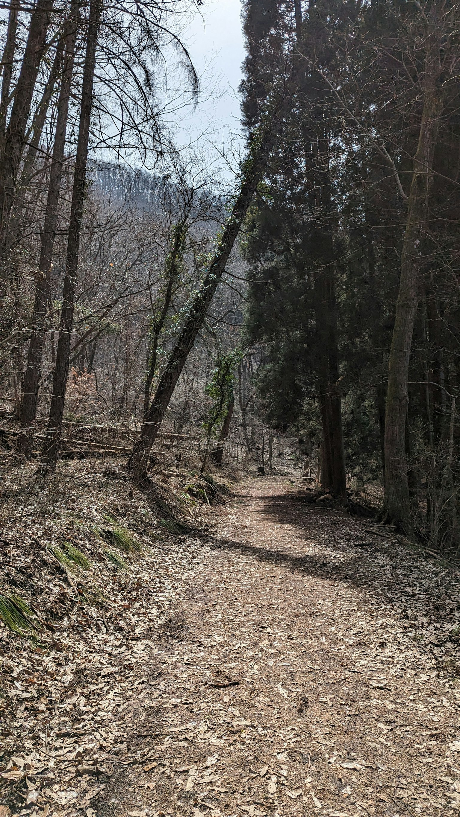 Ein gewundener Weg durch einen Wald mit hohen Bäumen