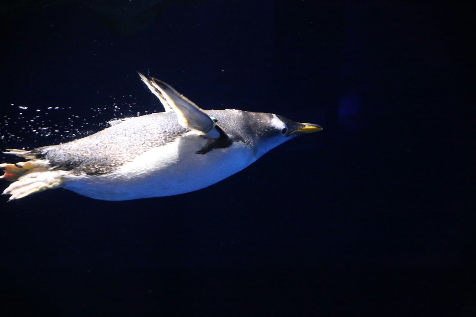 Pinguino che nuota nell'acqua con schizzi visibili su uno sfondo scuro