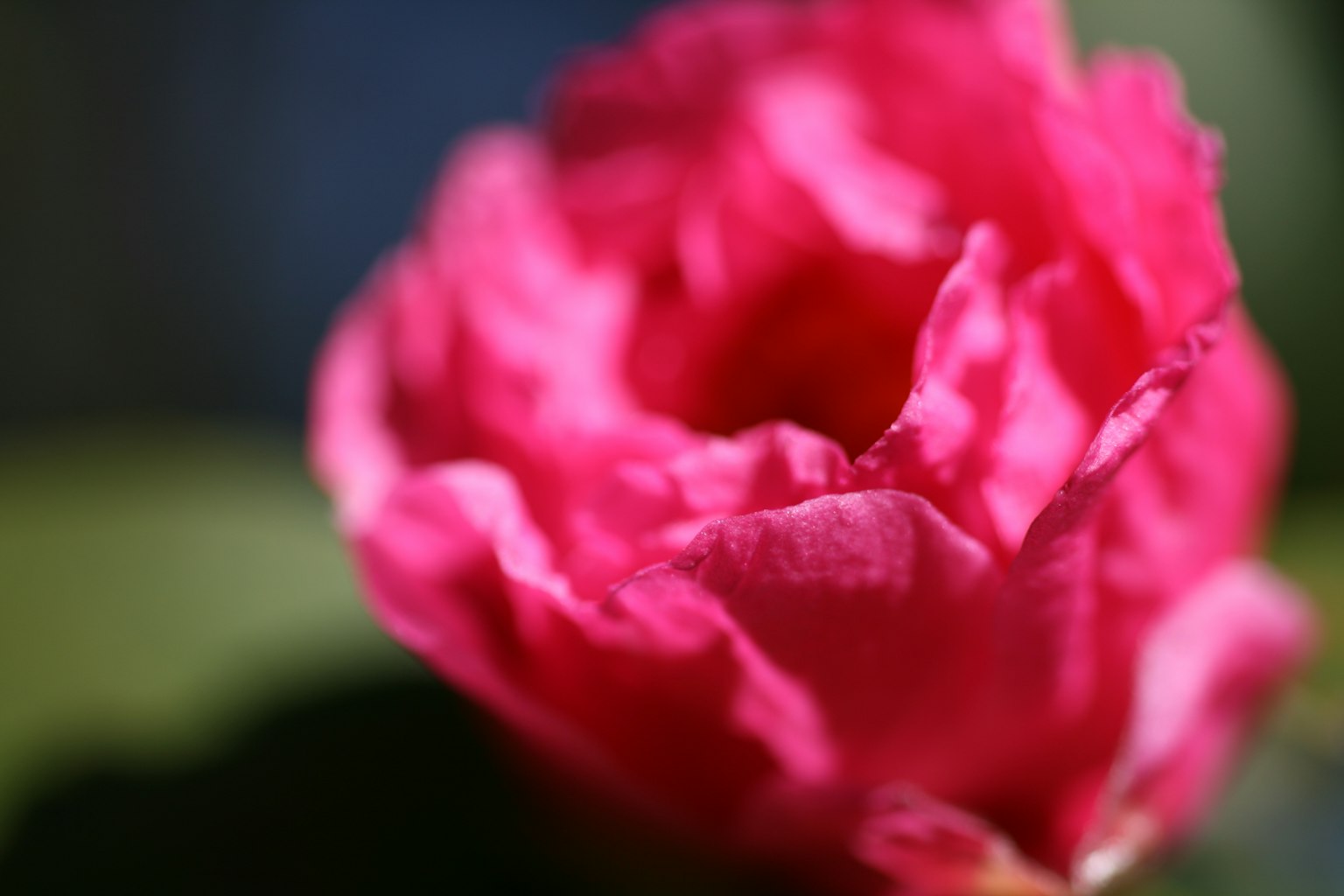 Primo piano di una vibrante rosa rosa