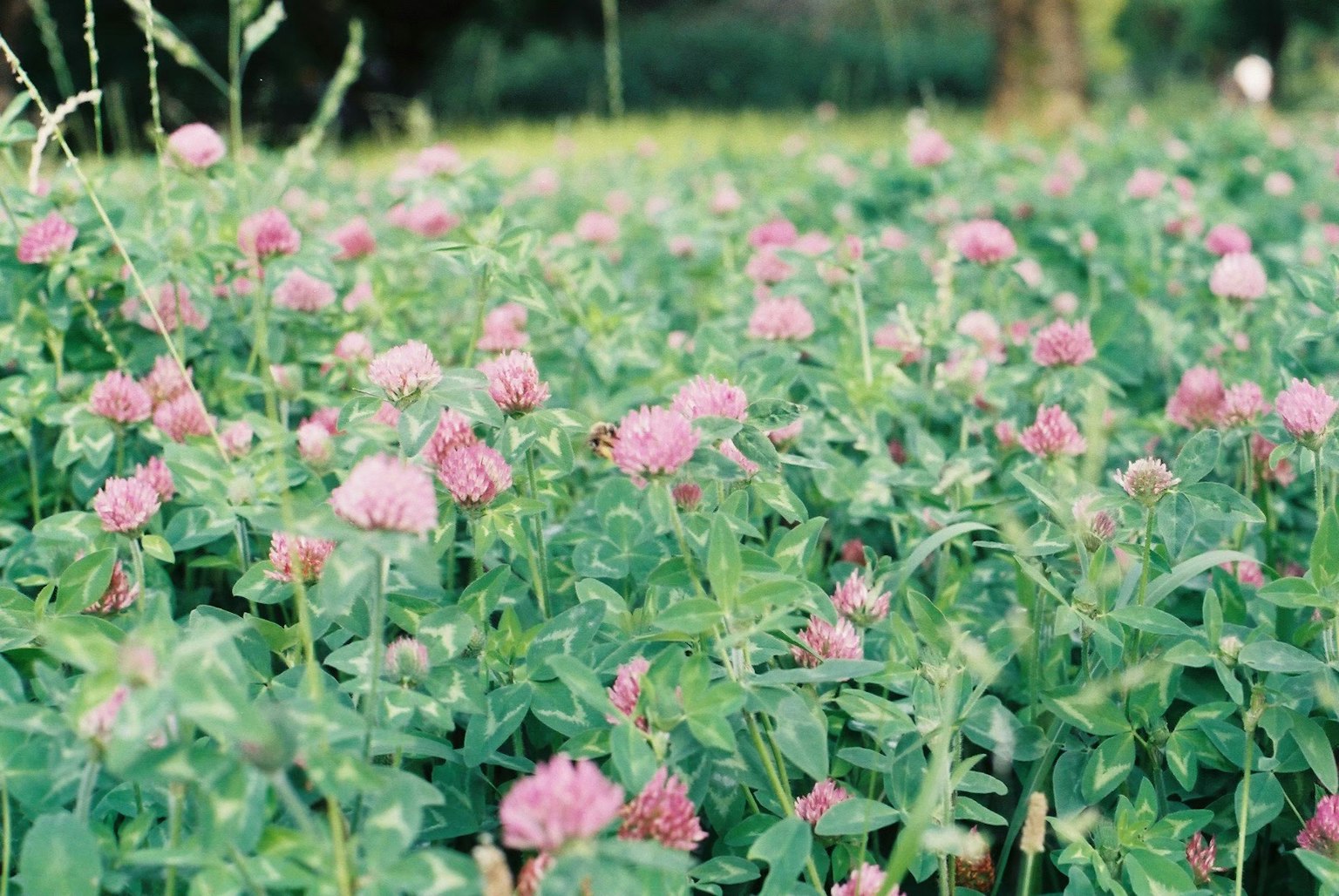Fleurs de trèfle roses fleurissant dans un champ vert