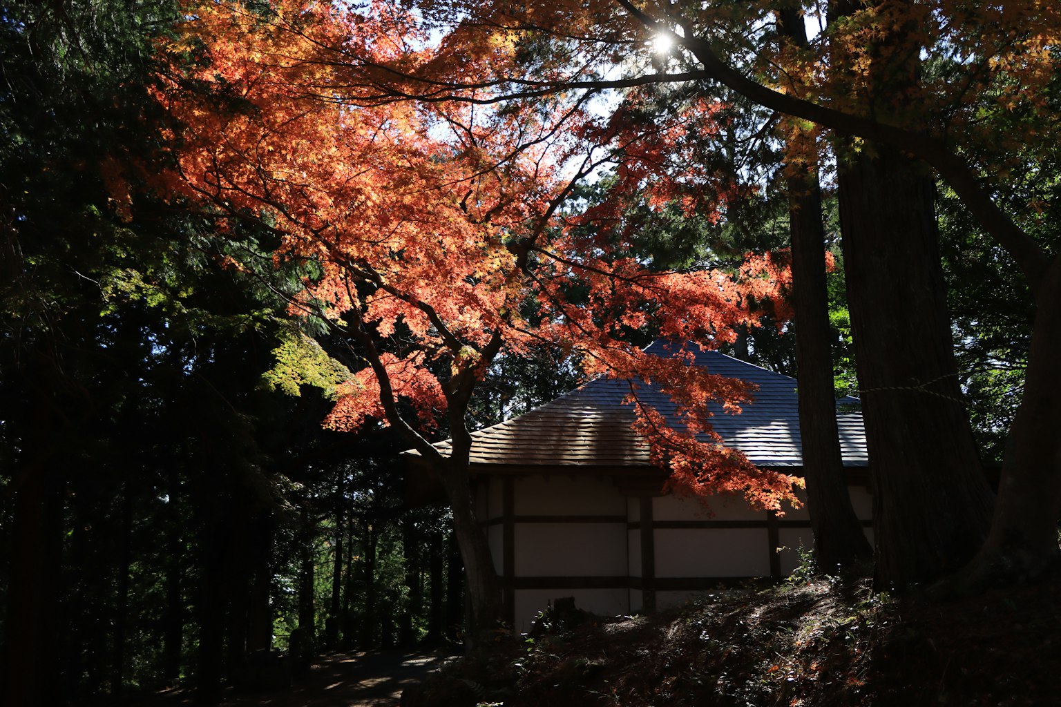 A scenic view of autumn foliage with vibrant red leaves surrounding a traditional cabin