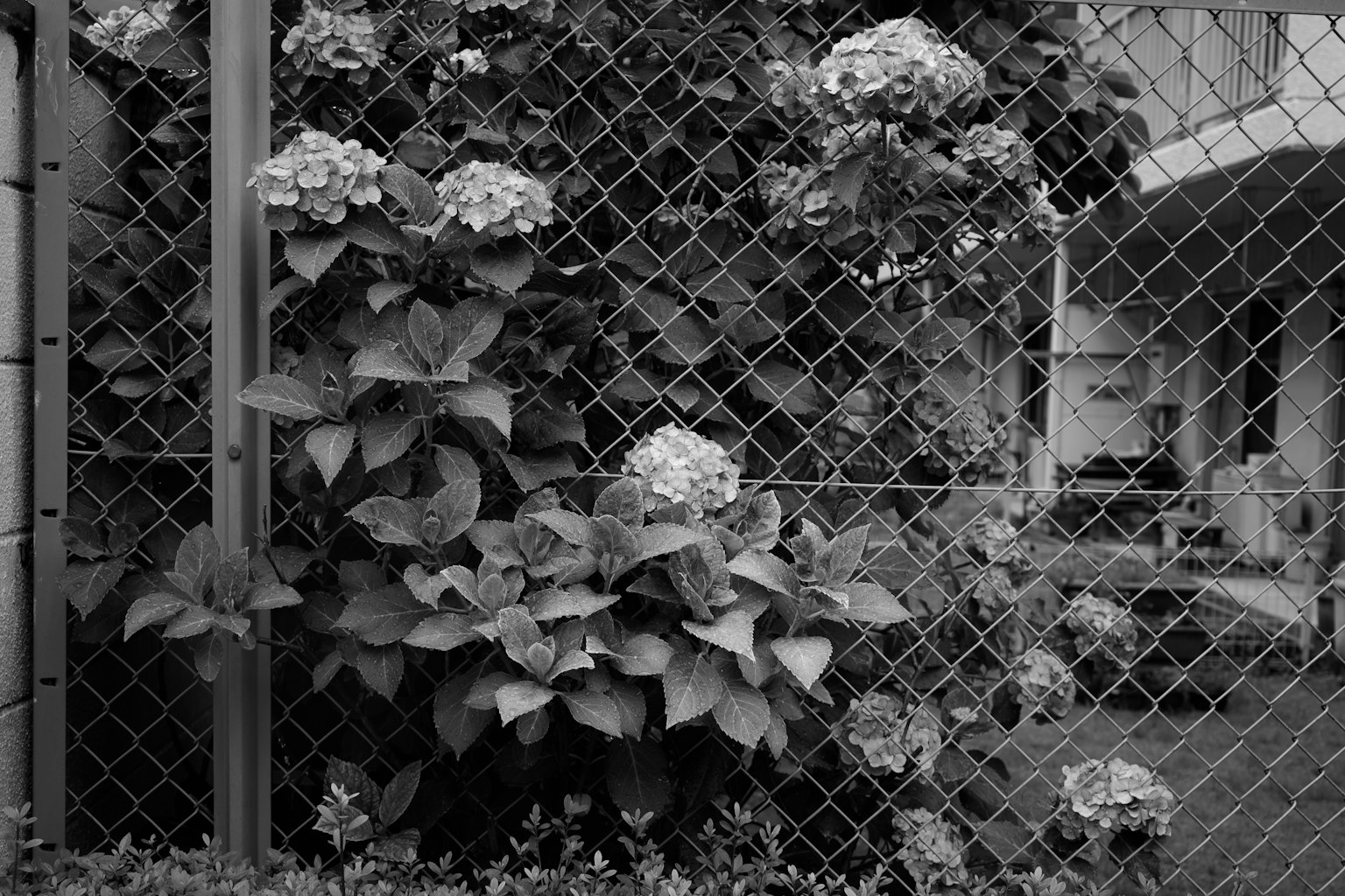 Fiori e foglie di ortensia lungo una recinzione in bianco e nero