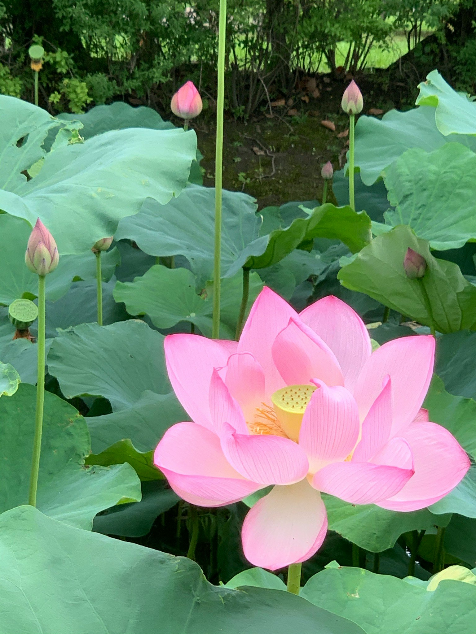 一朵美丽的粉色莲花在绿色叶子中盛开