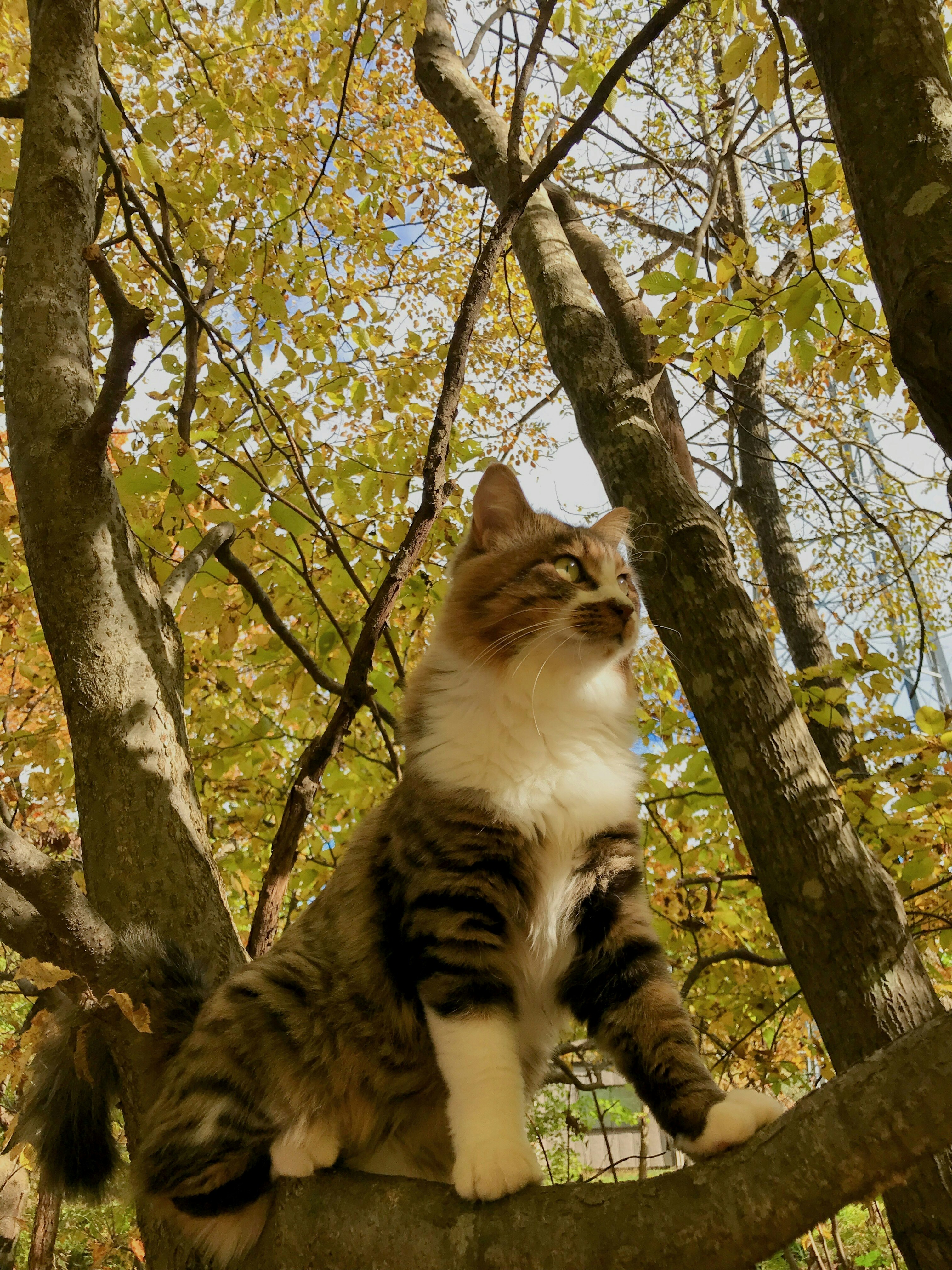 gatito posando en un bosque de otoño
