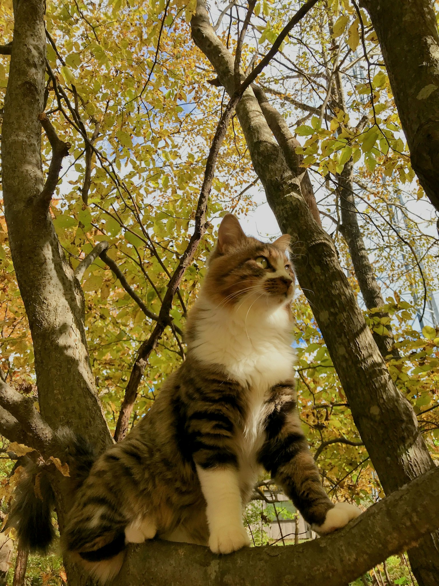 Katze sitzt auf einem Baumzweig mit herbstlichen Blättern im Hintergrund