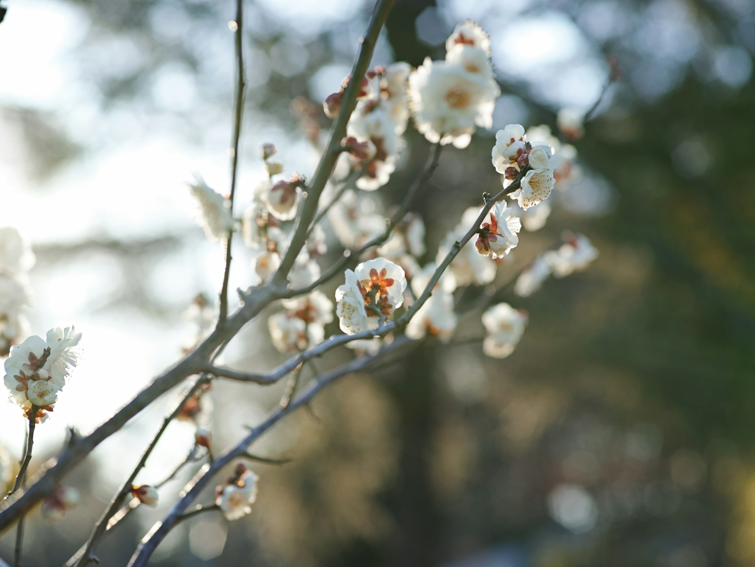 Gros plan sur une branche avec des fleurs blanches en fleurs annonçant l'arrivée du printemps